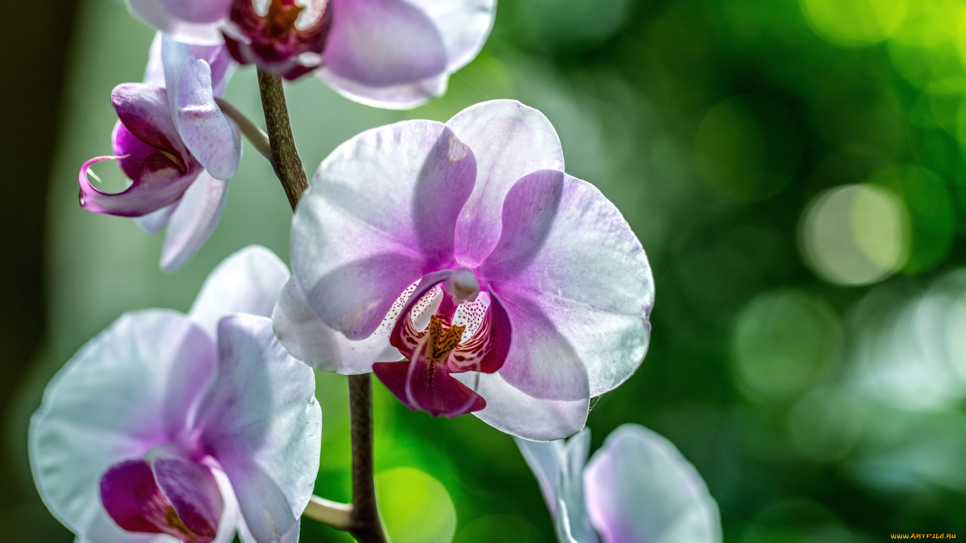 цветы, орхидеи, ветка
