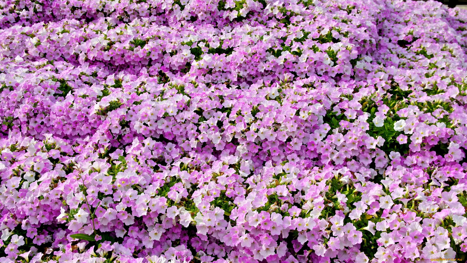 цветы, петунии, , калибрахоа, ковер, розовый