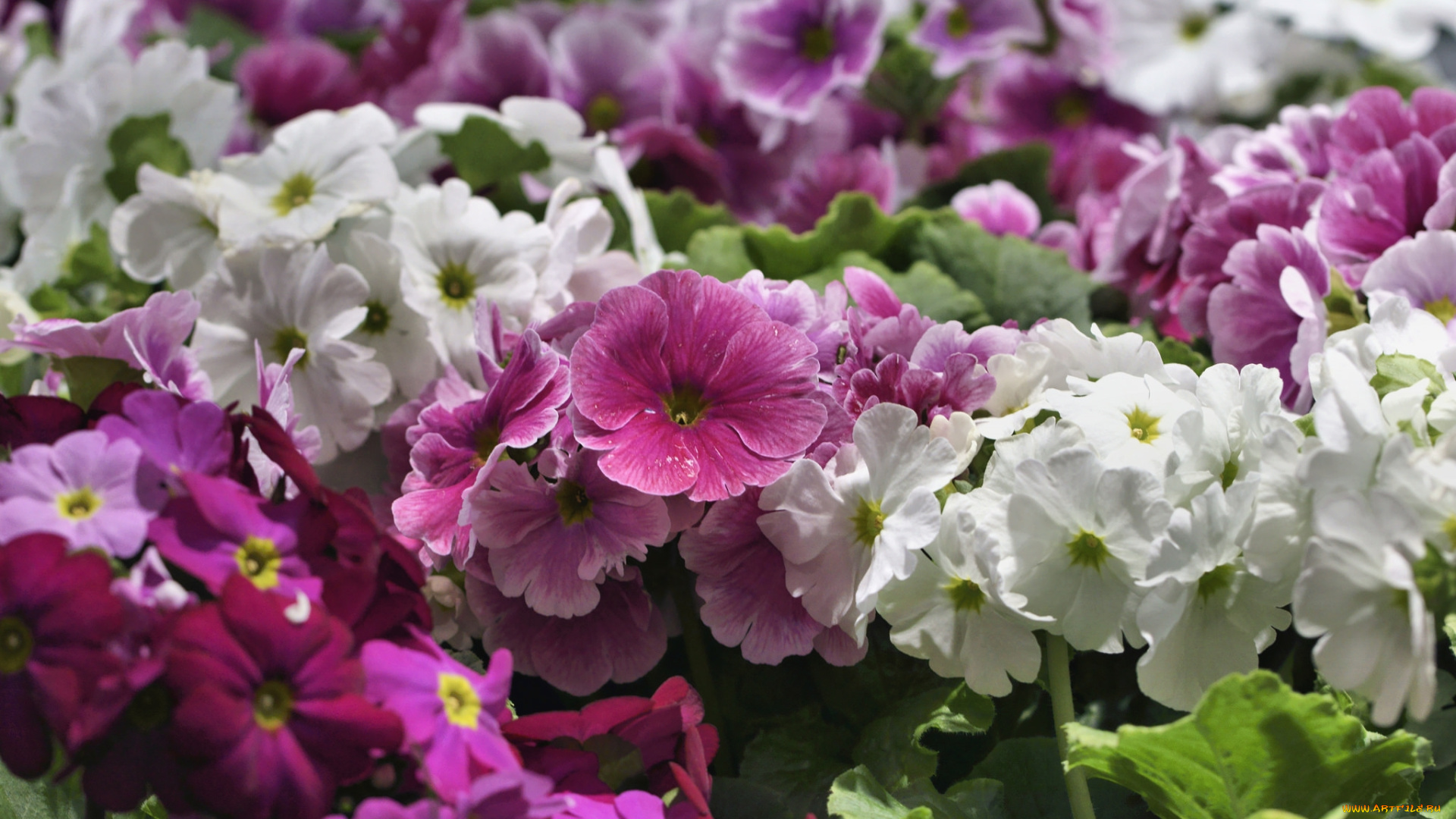 цветы, примулы, много