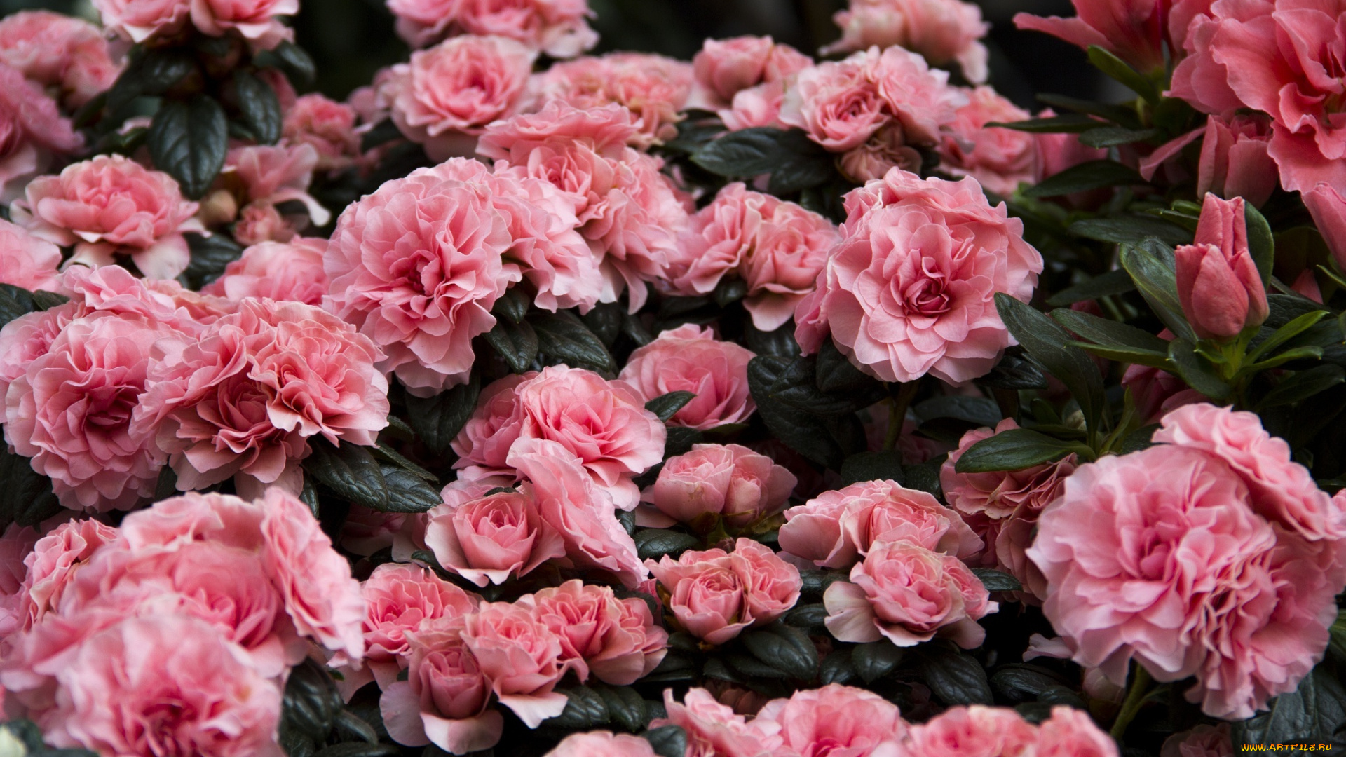 цветы, рододендроны, , азалии, розовый, куст