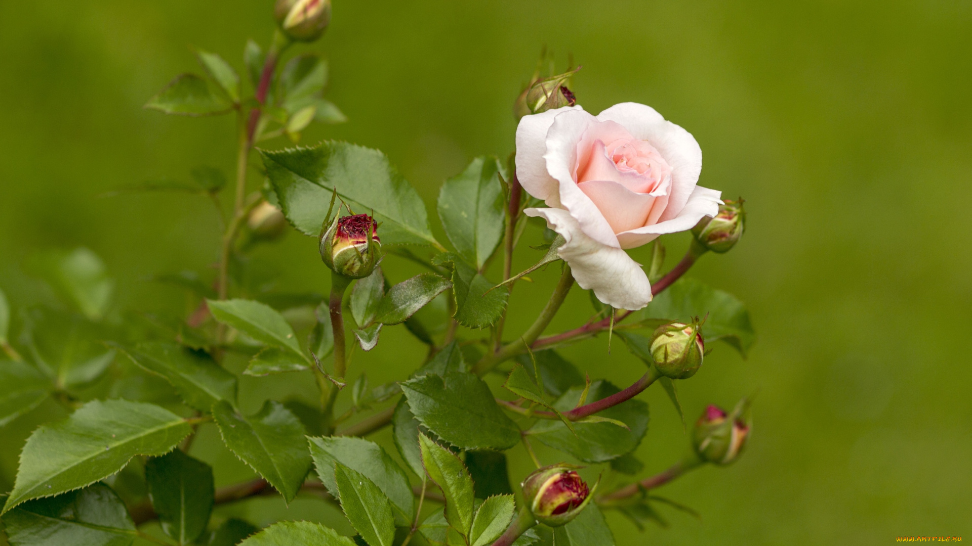 цветы, розы, бутон