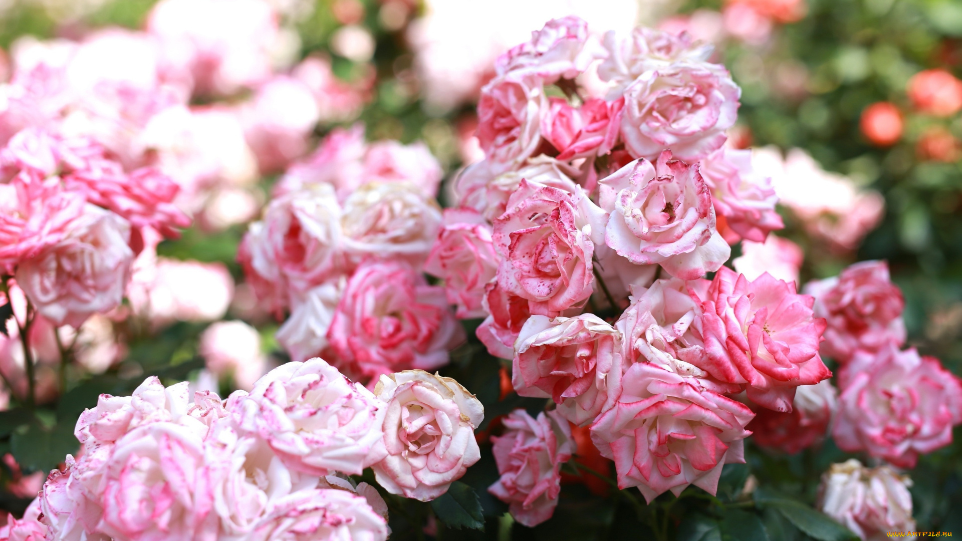 цветы, розы, лепестки, розовый