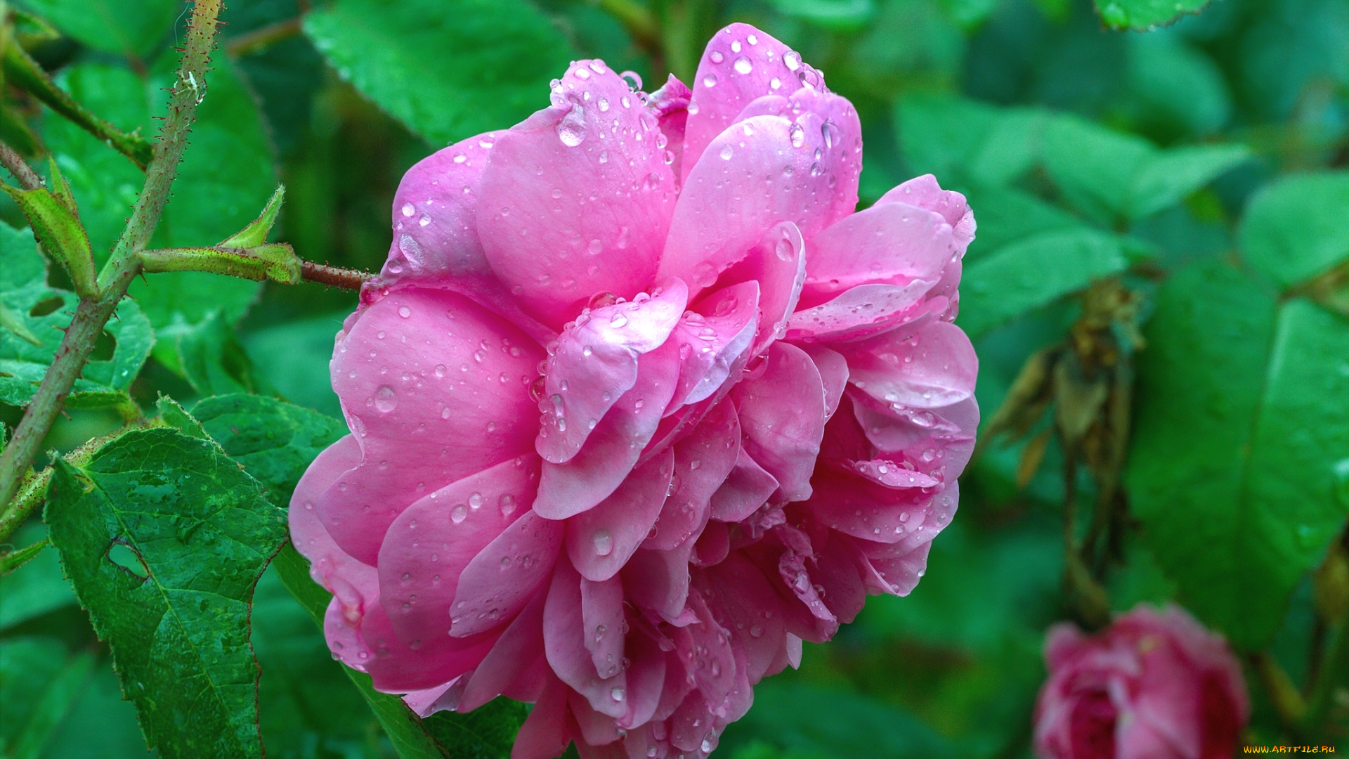 цветы, розы, макро