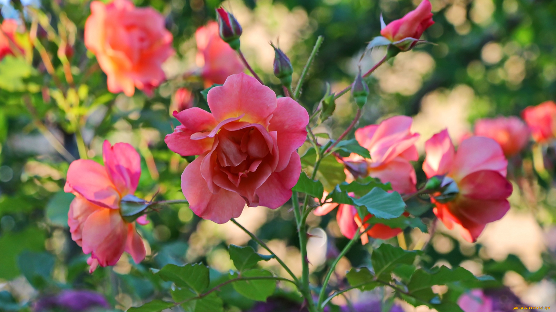 цветы, розы, розовый