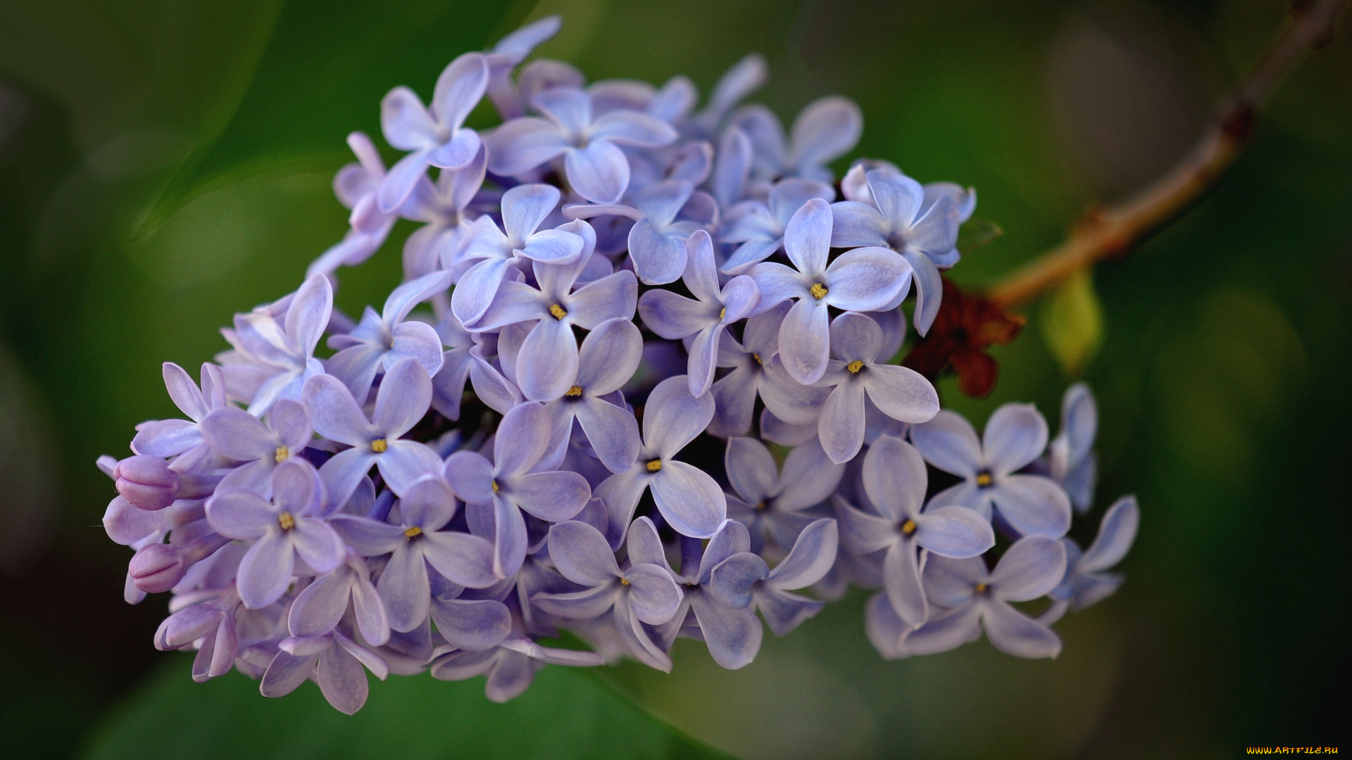 цветы, сирень, гроздь