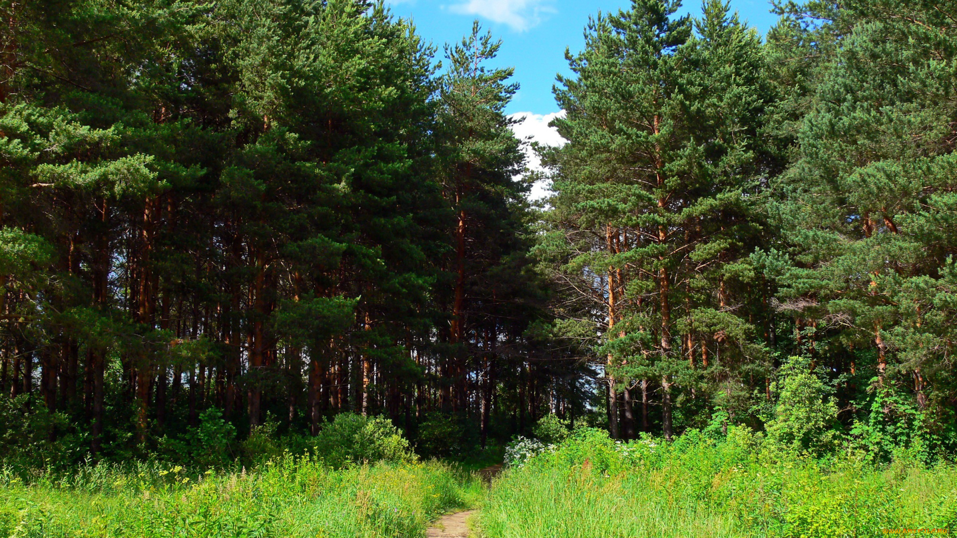 природа, лес, тропинка, трава, лето, Ярославль