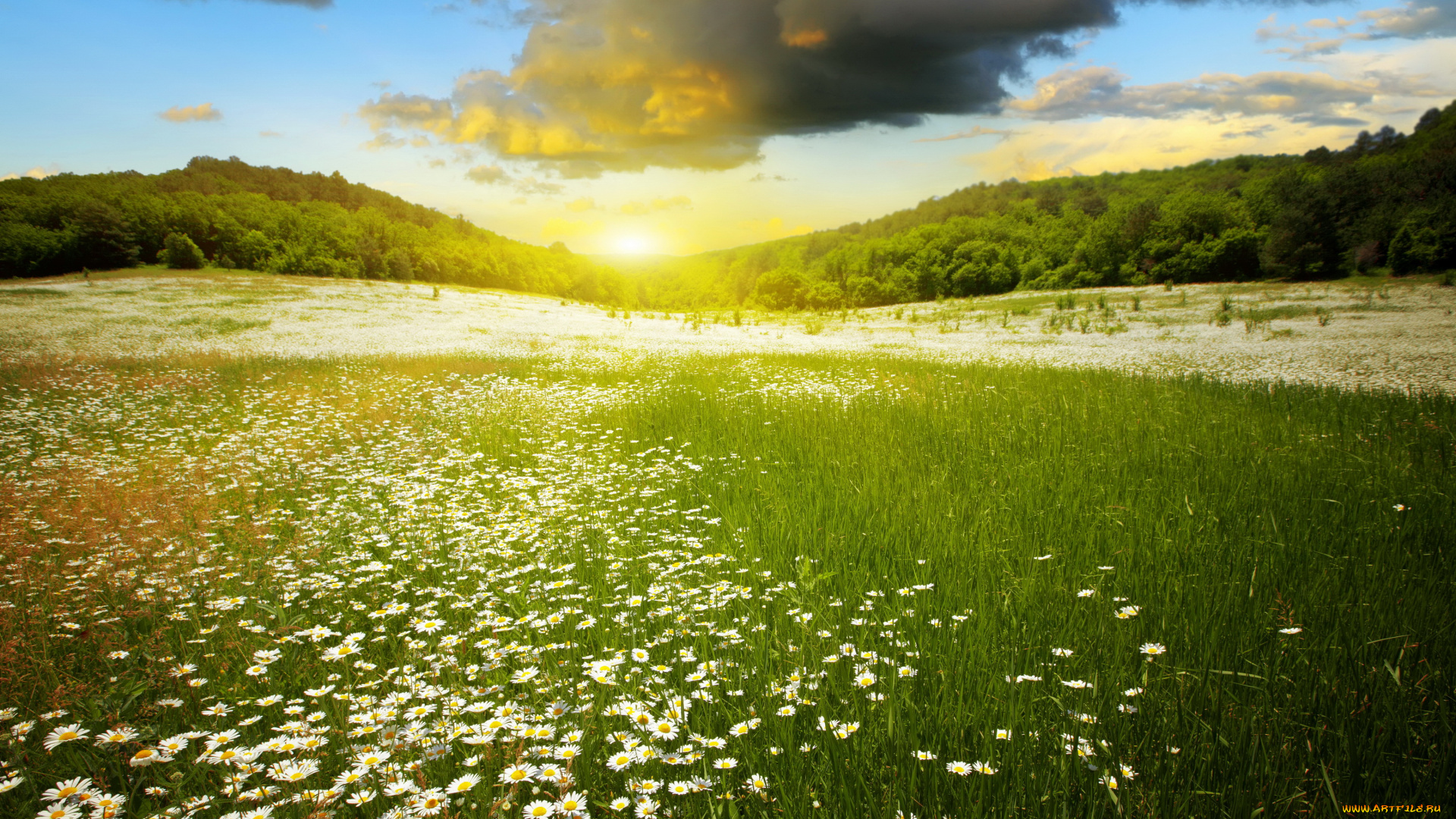 природа, восходы, закаты, рассвет, поле, пейзаж, трава, лес, облака, небо, ромашки