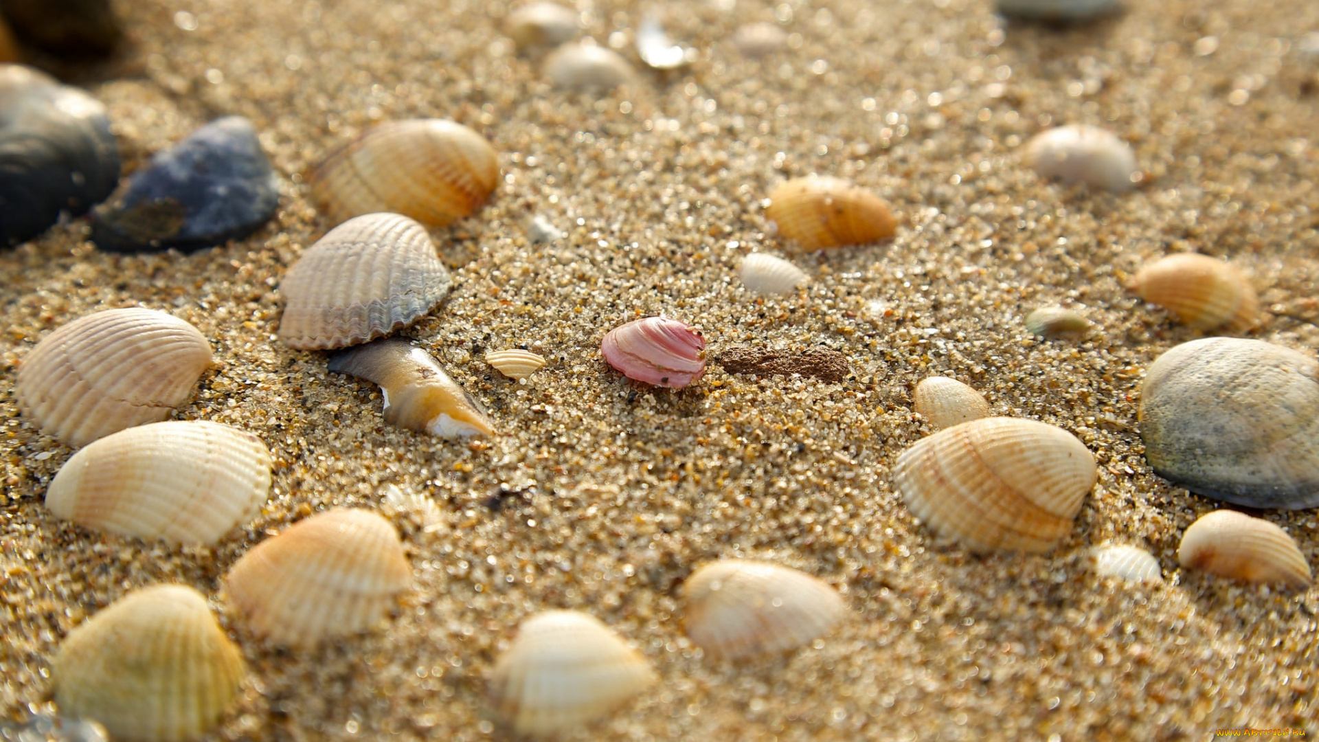 разное, ракушки, , кораллы, , декоративные, и, spa-камни, песок, макро