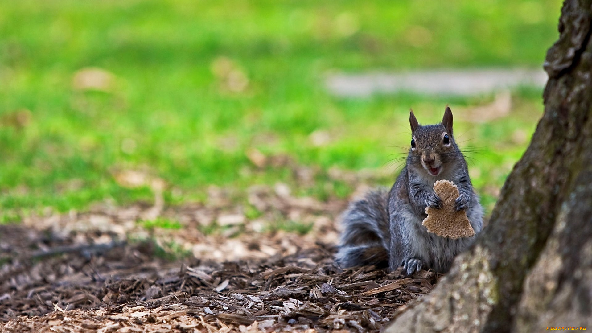 животные, белки, хлеб, земля, кусок, дерево, ствол, белка