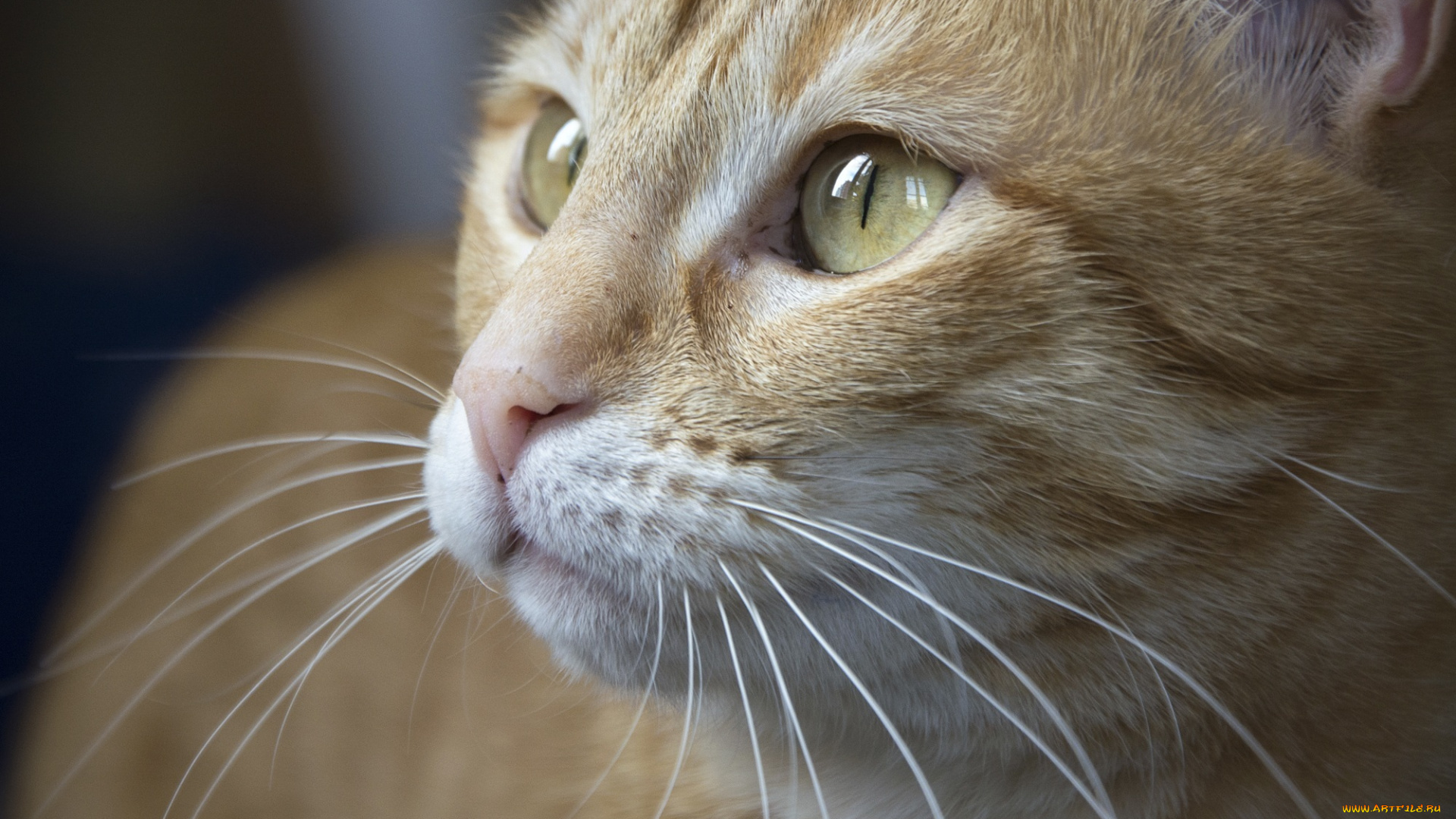 животные, коты, мордочка, рыжий, усы