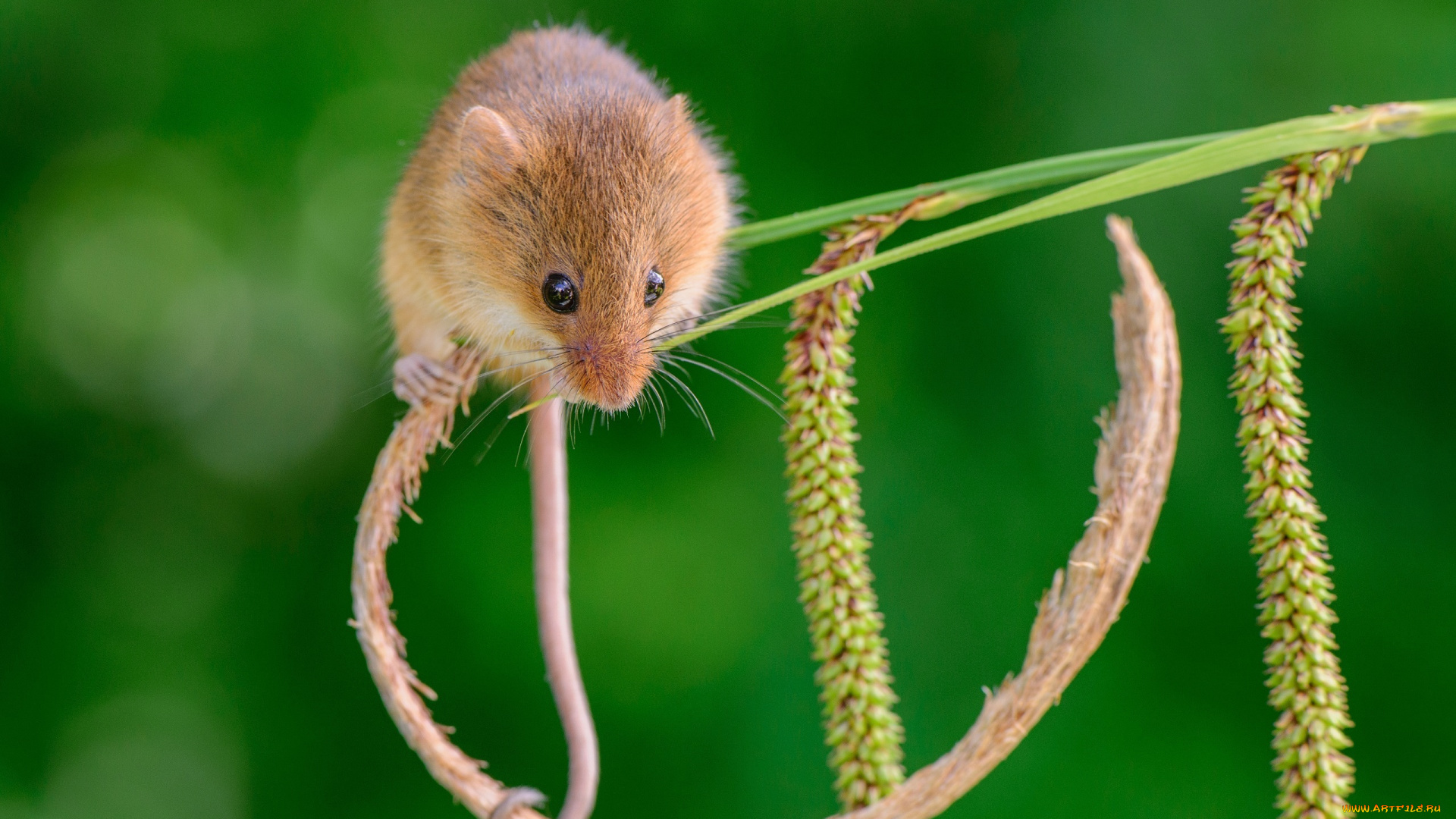 животные, крысы, , мыши, макро, стебелек, хвост, грызун, мышь-малютка