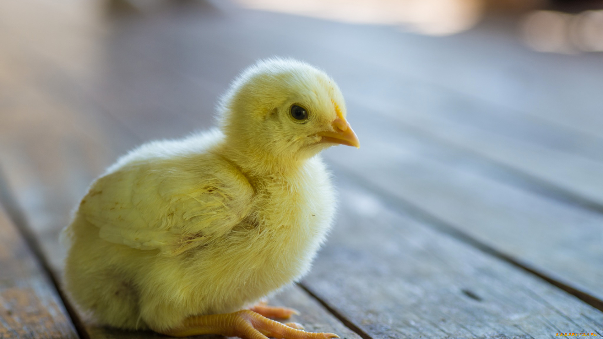 животные, куры, , петухи, цыпленок