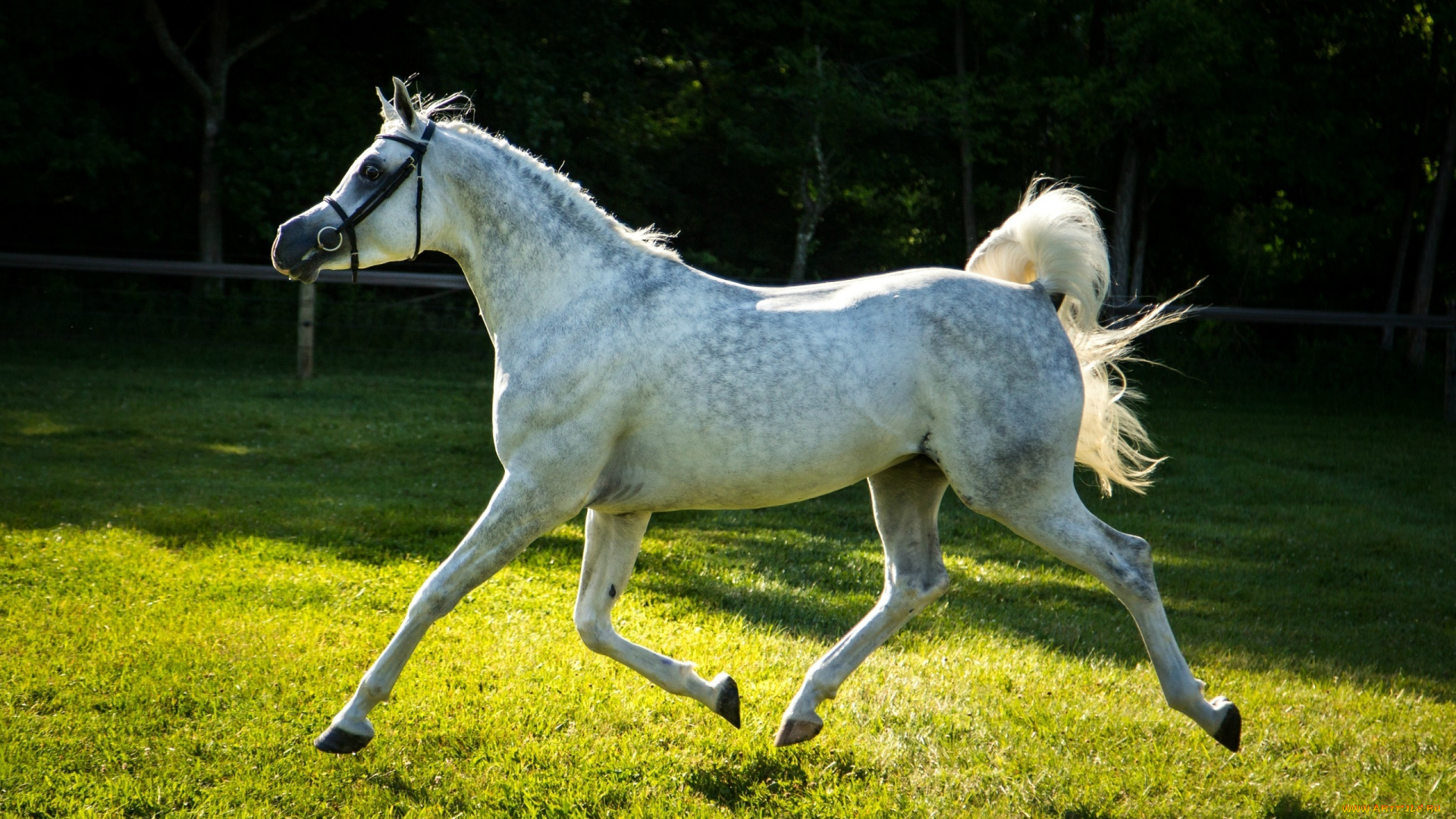 животные, лошади, конь, рысь, бег, серый