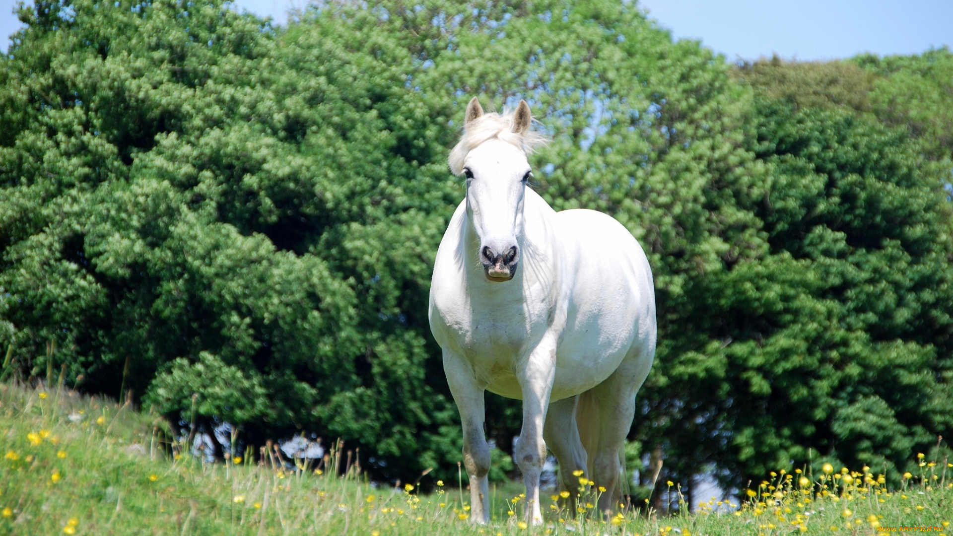 животные, лошади, луг, морда, лето