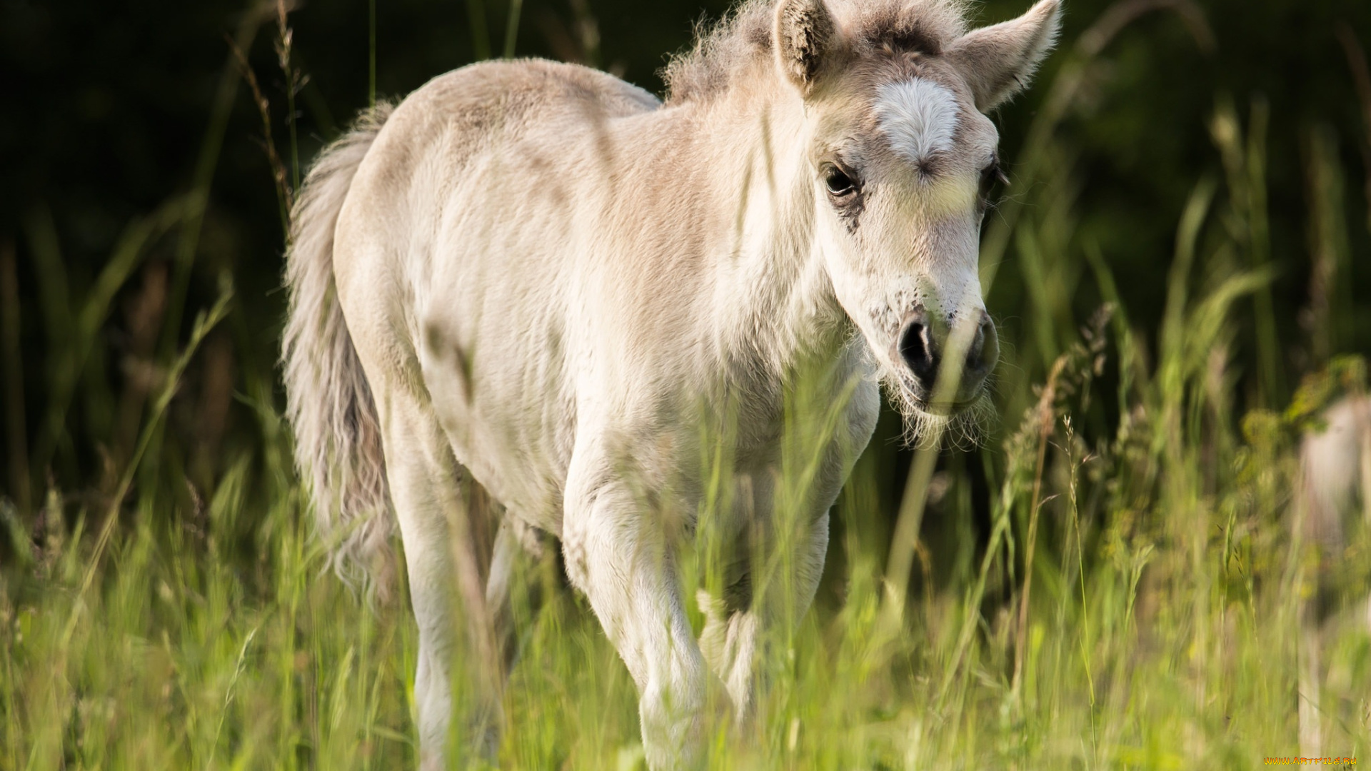 животные, лошади, трава, малыш, лето, луг, жеребенок