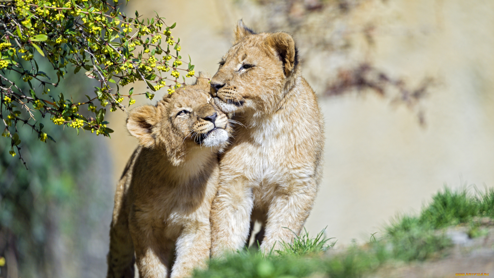 животные, львы, братья