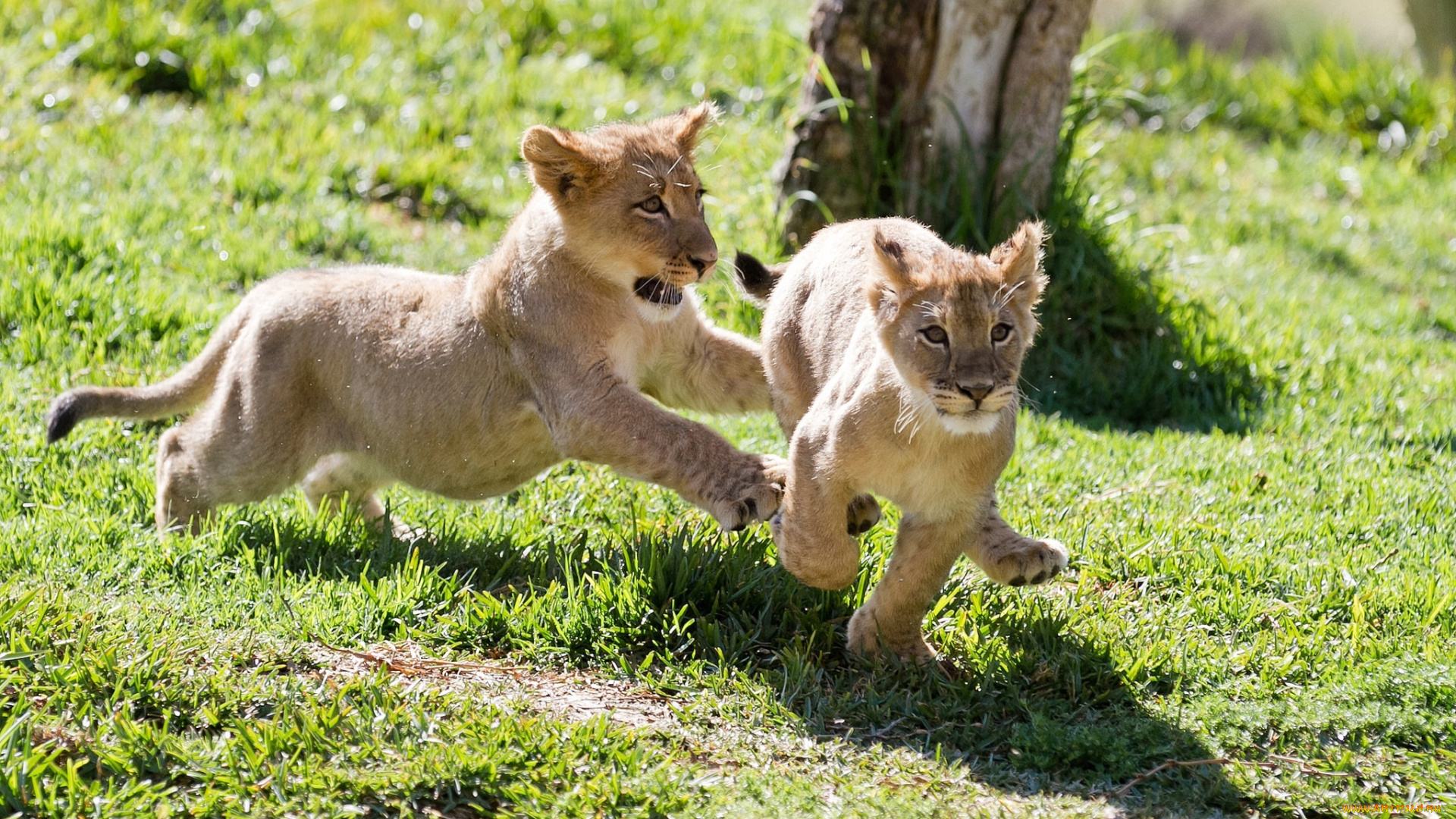 животные, львы, львята, погоня, игра, котята, детеныши
