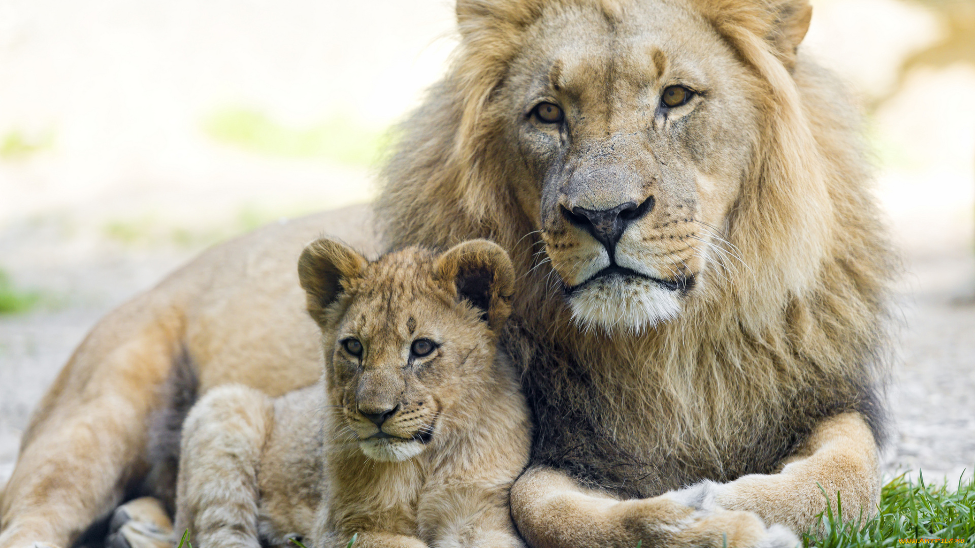 животные, львы, отец, сын