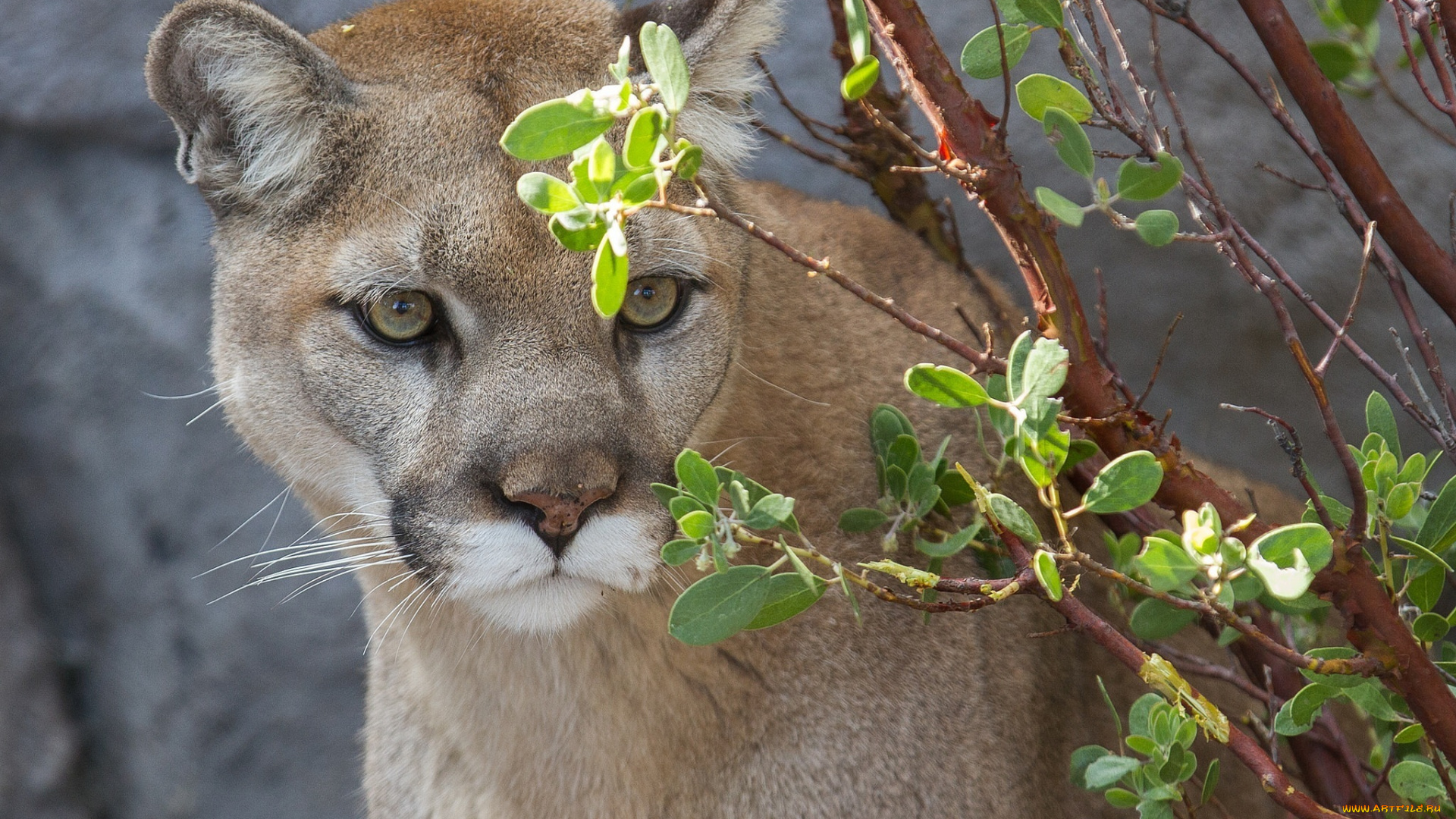 животные, пумы, ветки, морда, кошка, кугуар