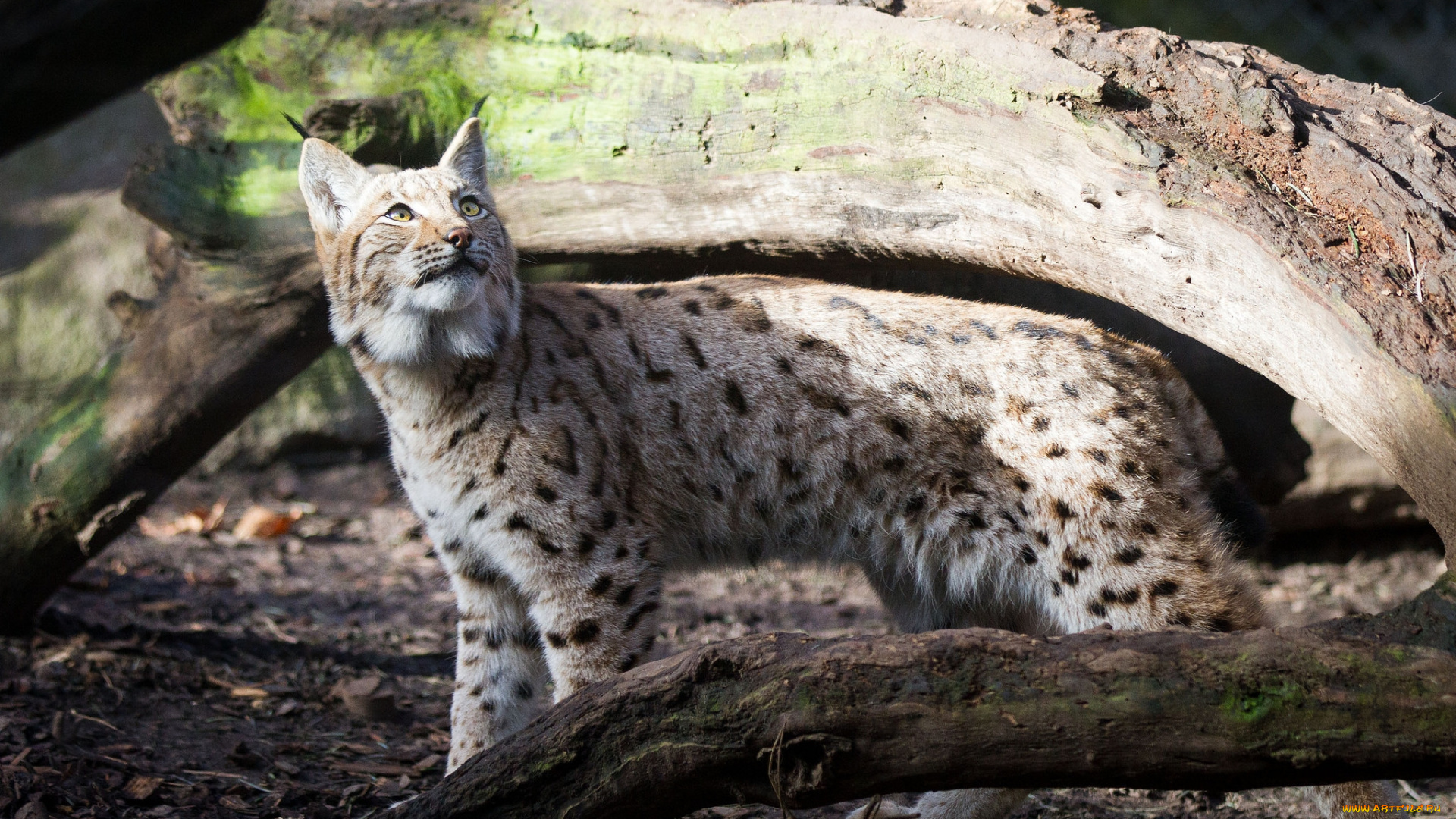 животные, рыси, кошка