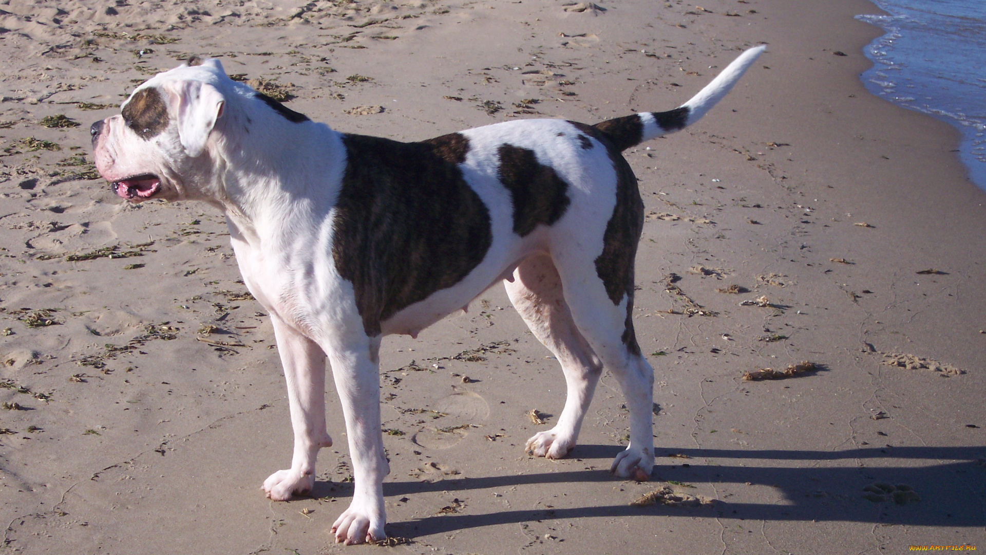 животные, собаки, песок, следы, пляж, собака, берег, море