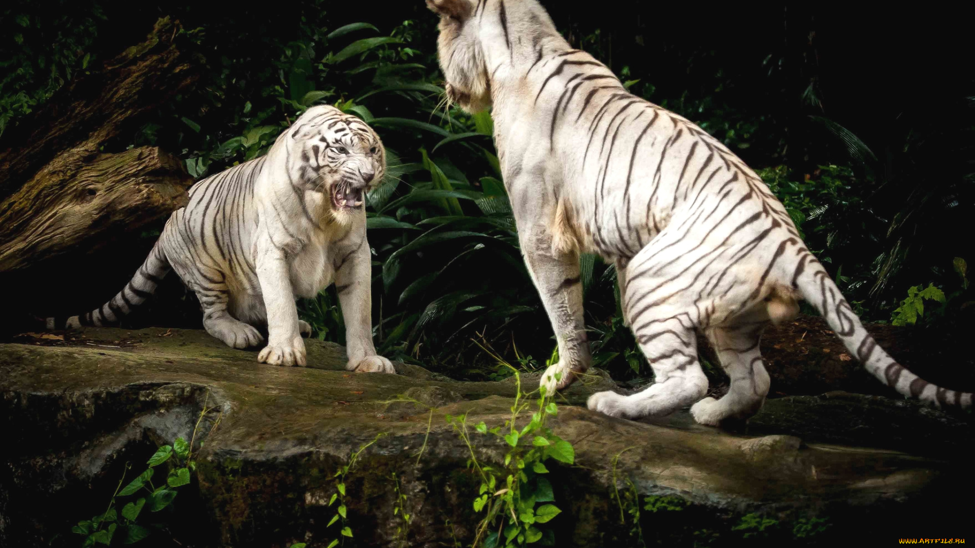 животные, тигры, драка