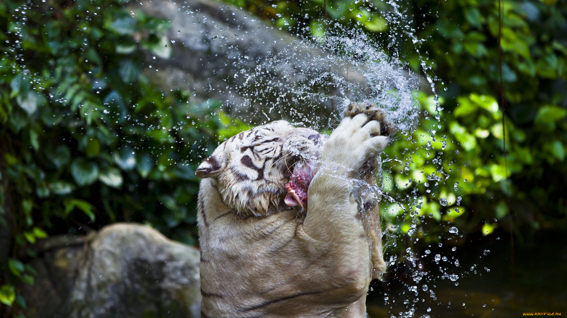 животные, тигры, хищник, купание, полоски, лапы, брызги