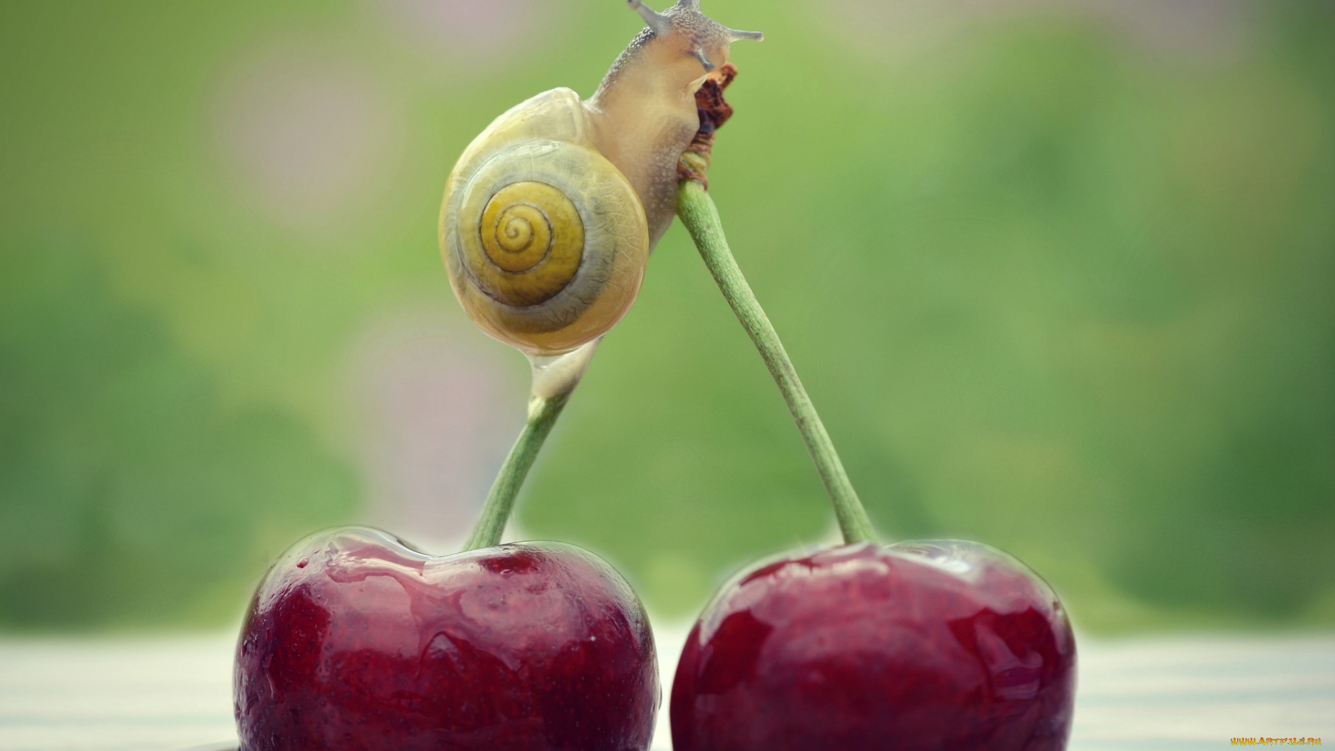 животные, улитки, вишня