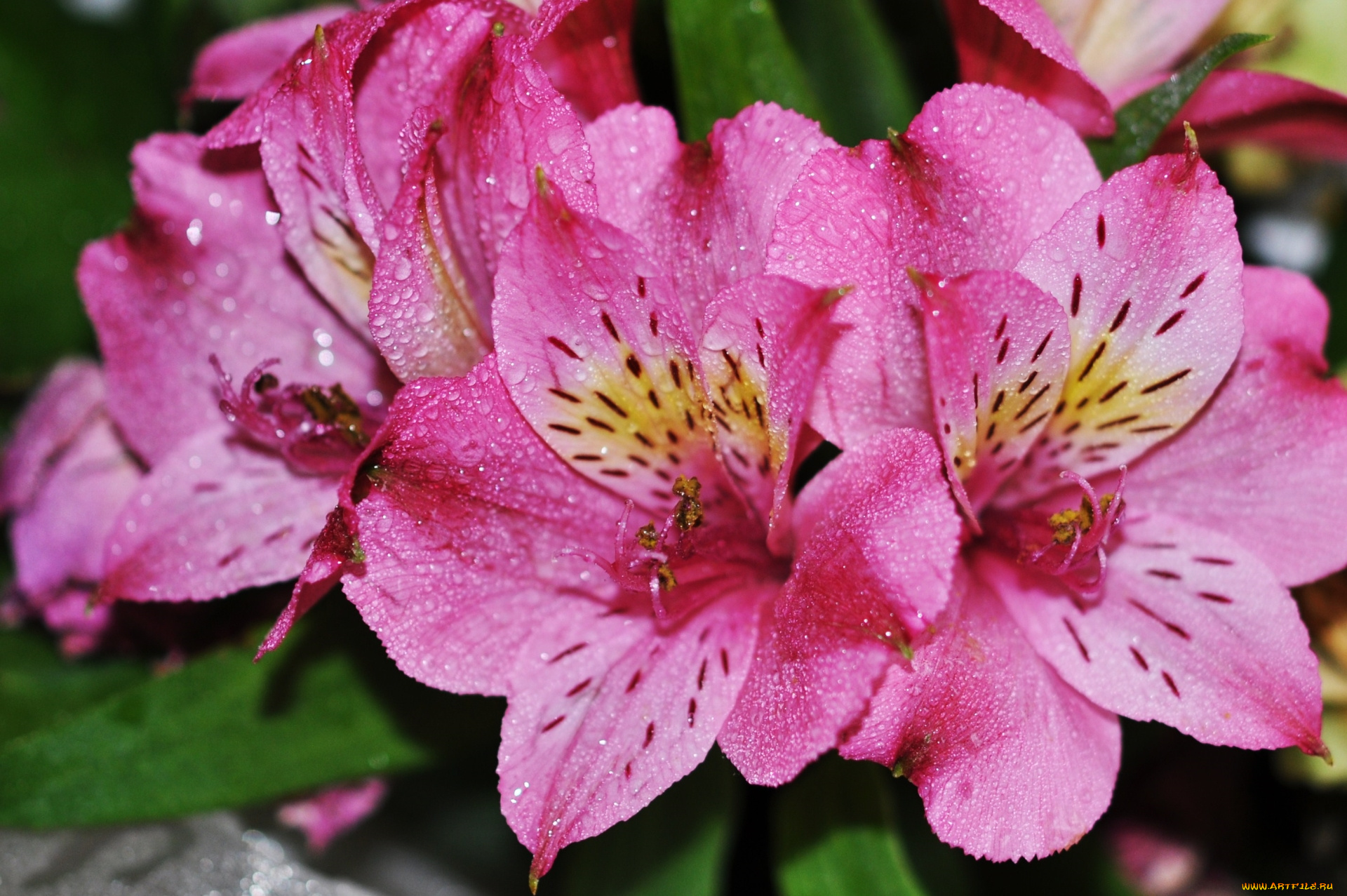 цветы, альстромерия, макро