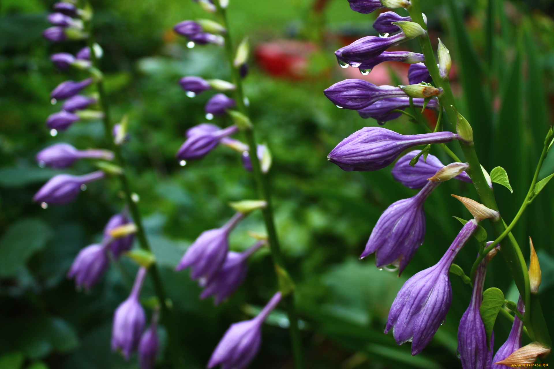 цветы, хоста, бутоны