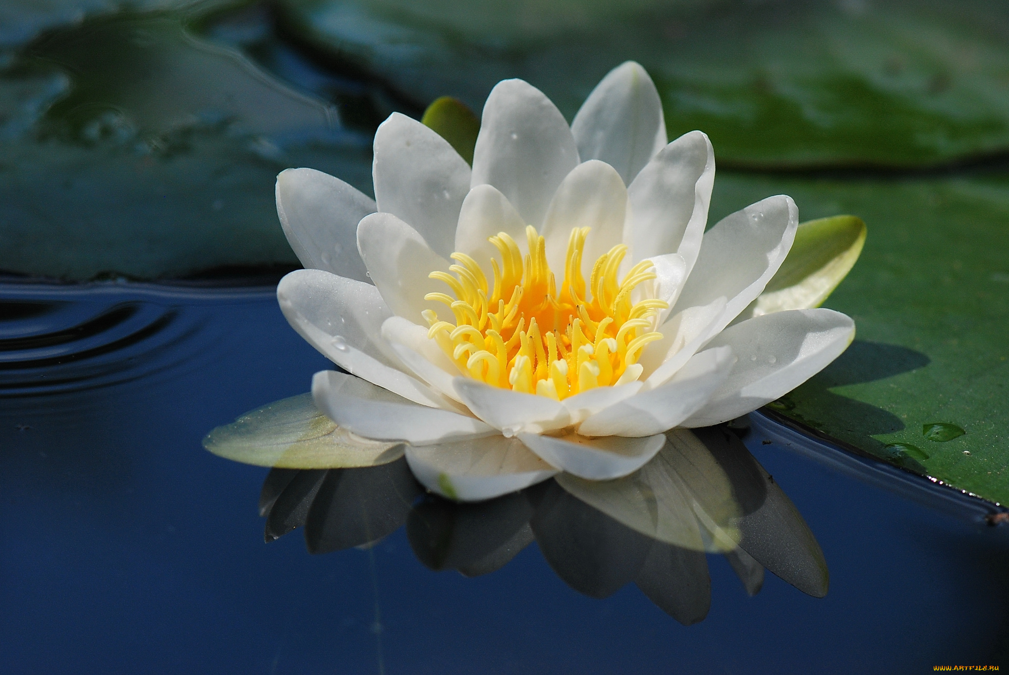 цветы, лилии, водяные, , нимфеи, , кувшинки, макро