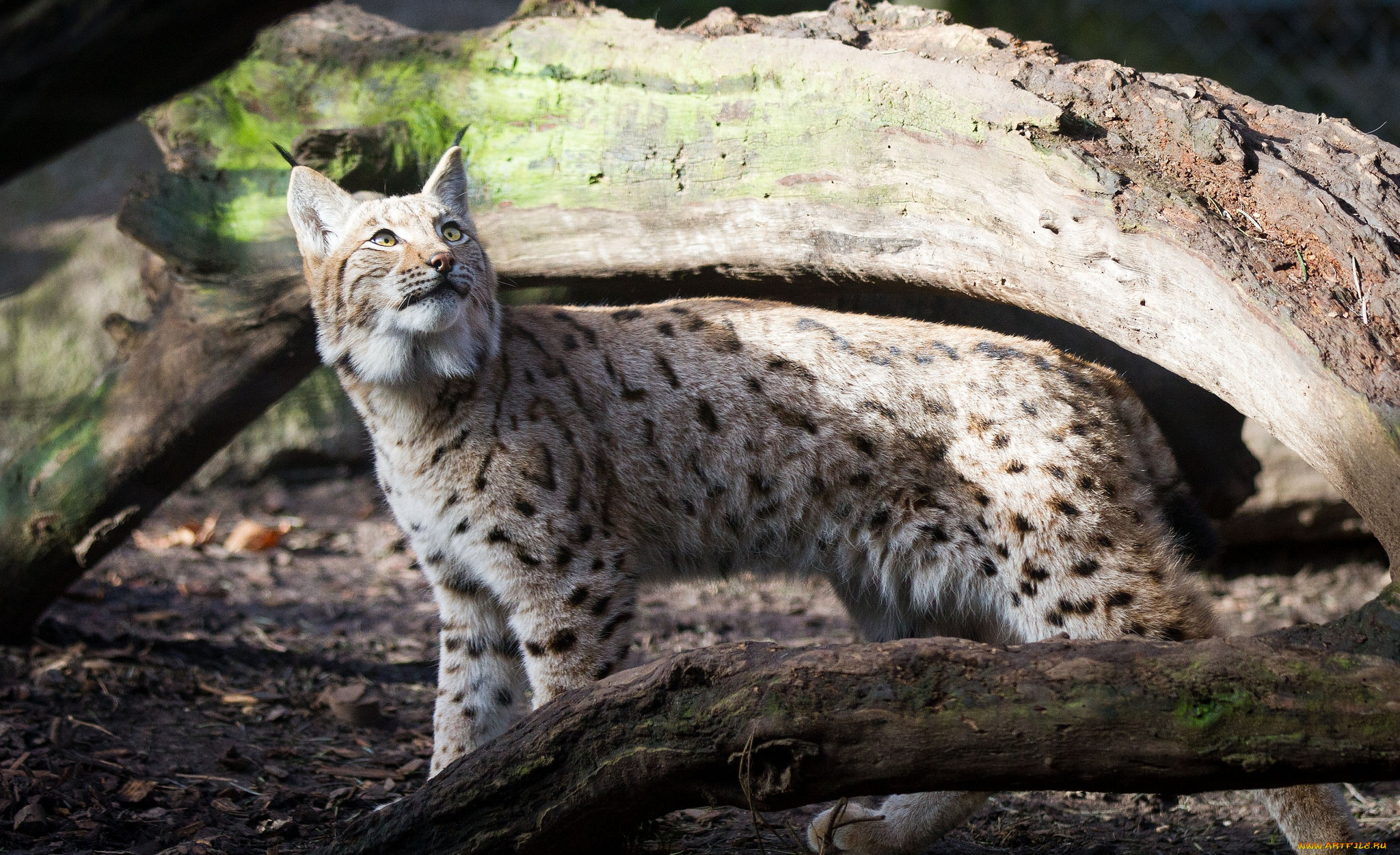 животные, рыси, кошка