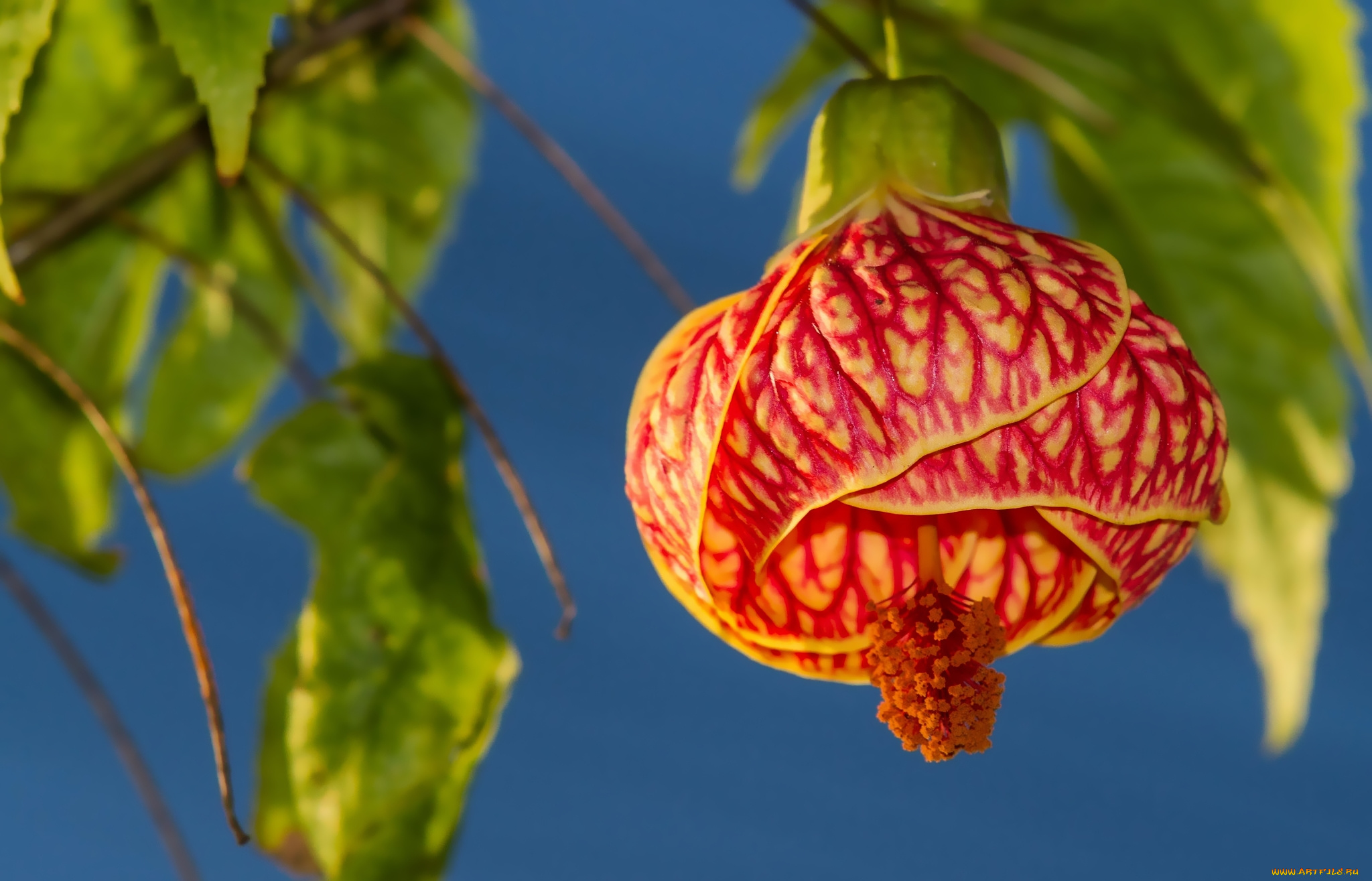 цветы, абутилоны, макро