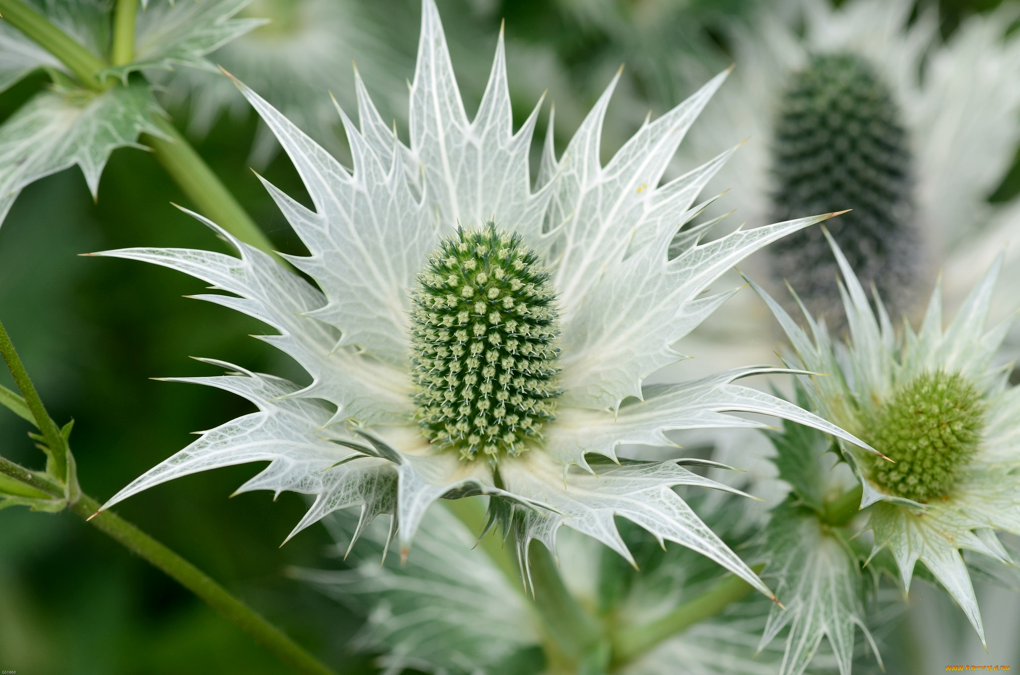 цветы, Чертополох, , репейник, макро