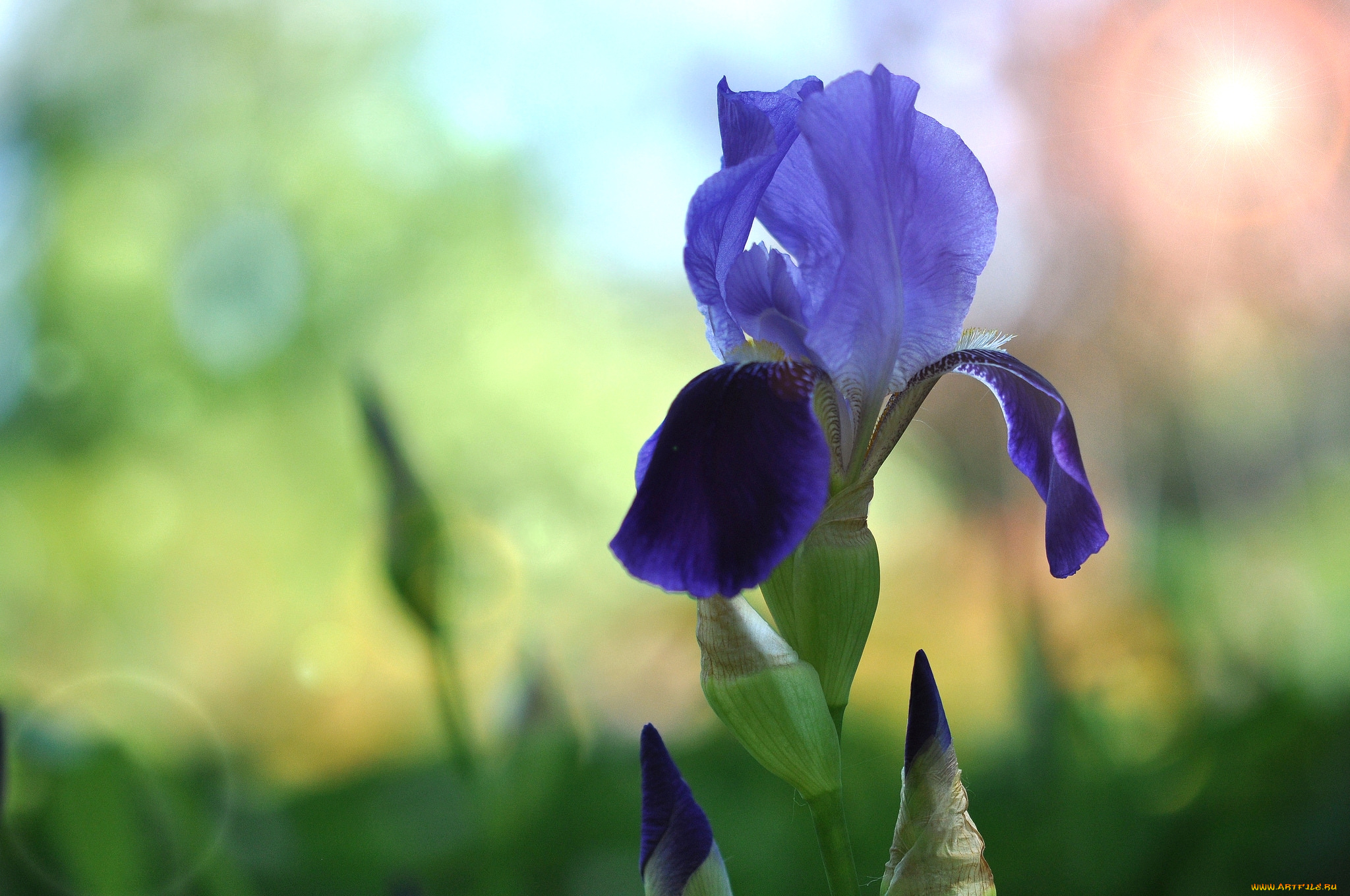цветы, ирисы, касатик