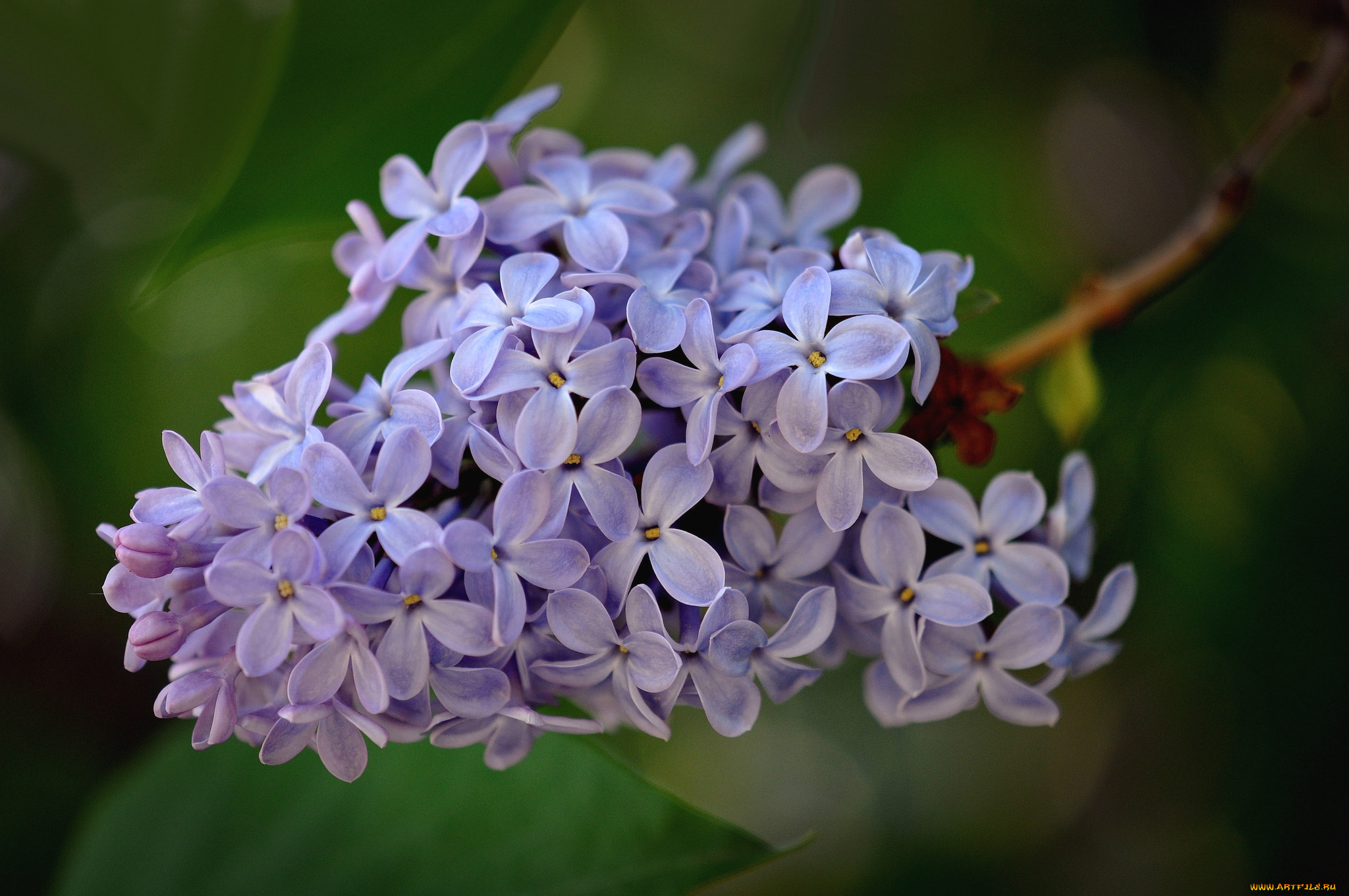 цветы, сирень, гроздь