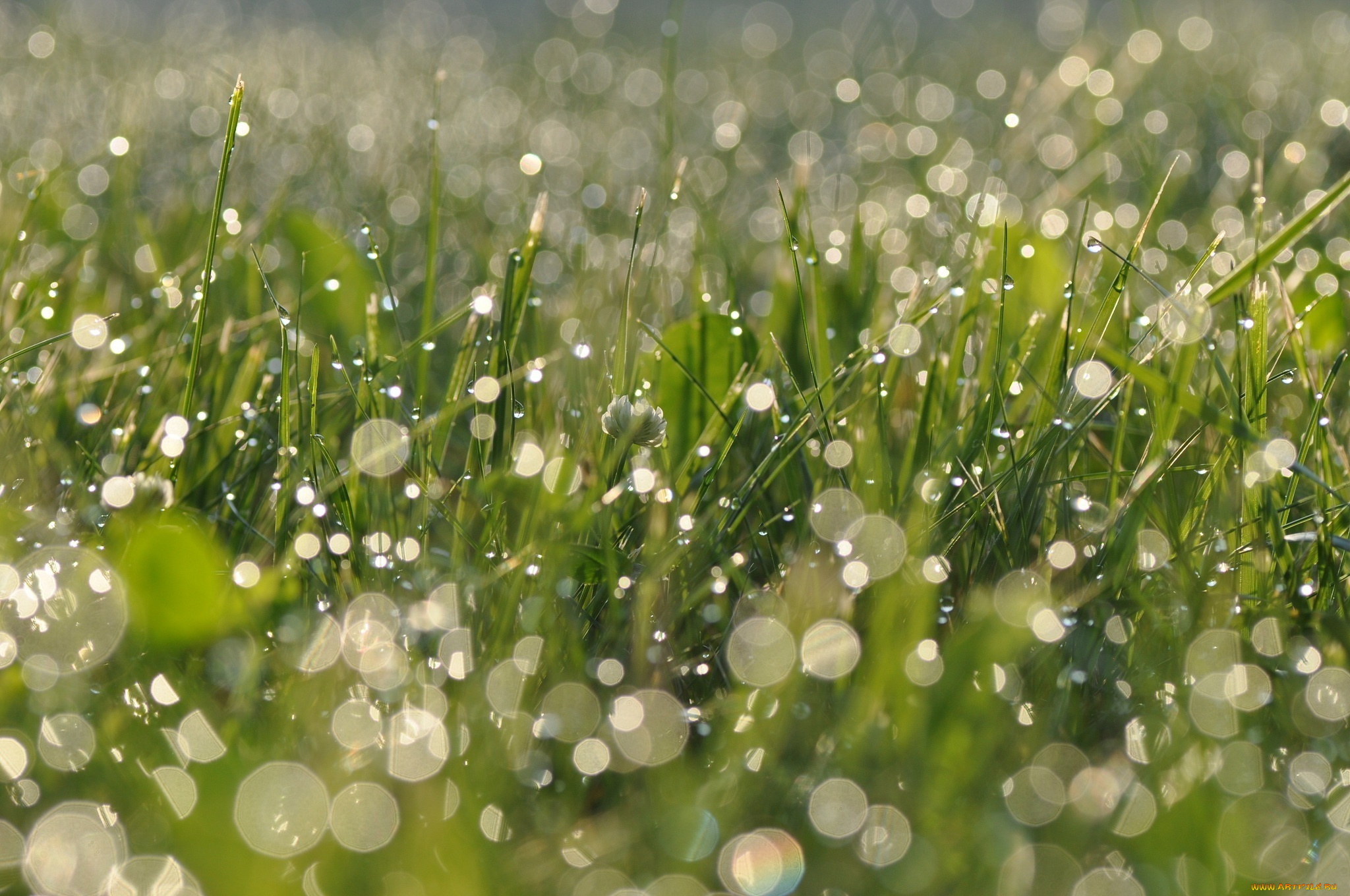 природа, макро, зеленый, свет, блики, роса, капли, трава