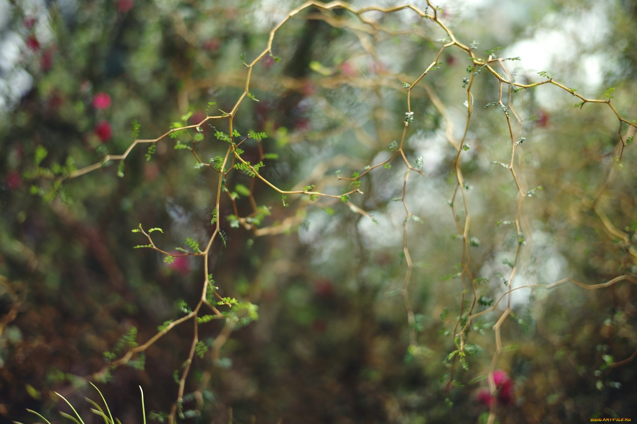 природа, макро, ветки