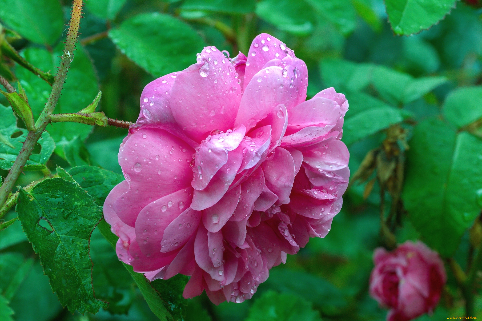 цветы, розы, макро