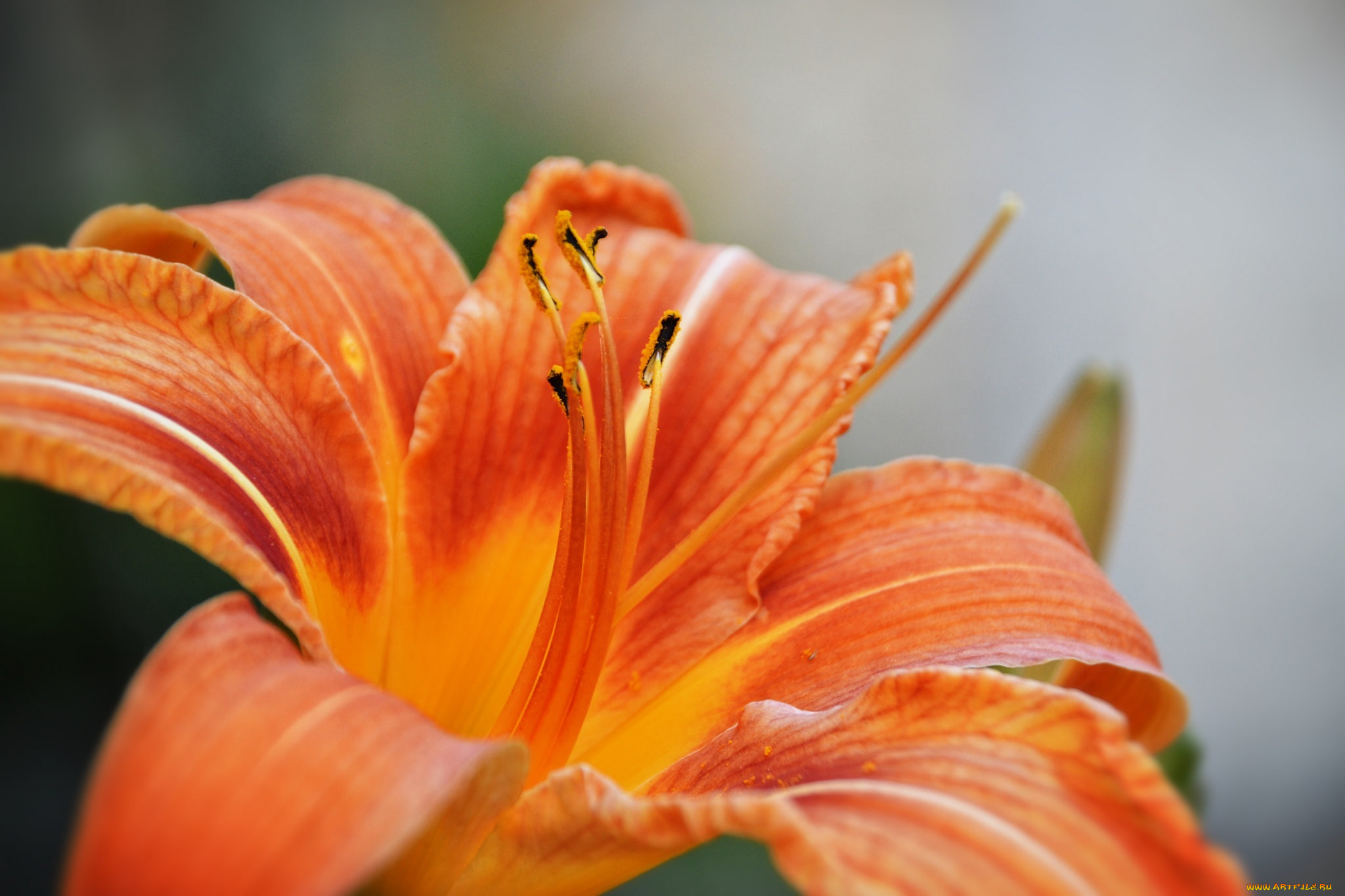 цветы, лилии, , лилейники, оранжевый, лепестки