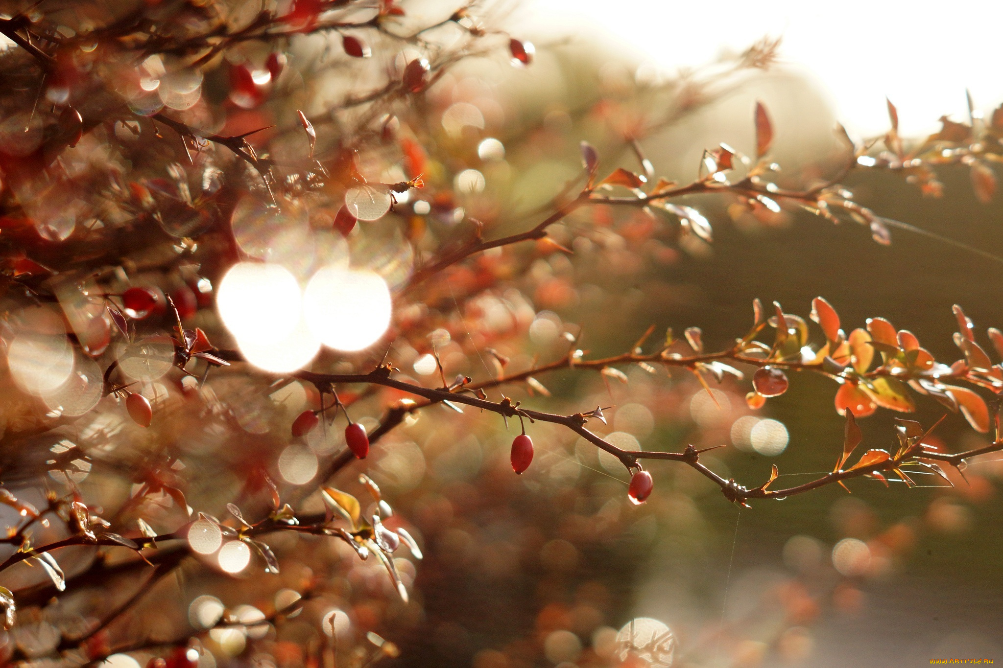 природа, Ягоды, ветки, макро, свет, блики