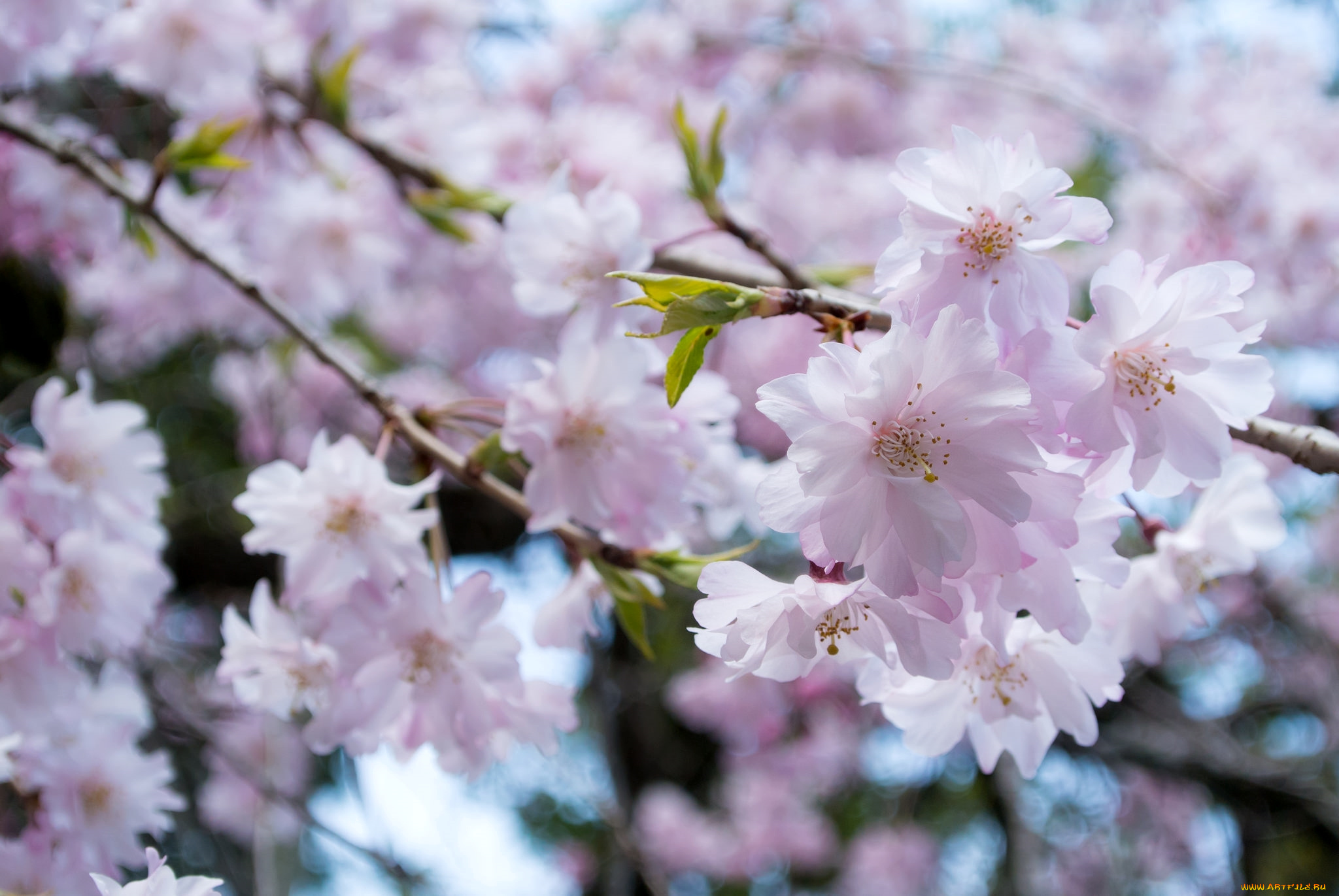 цветы, сакура, , вишня, весна