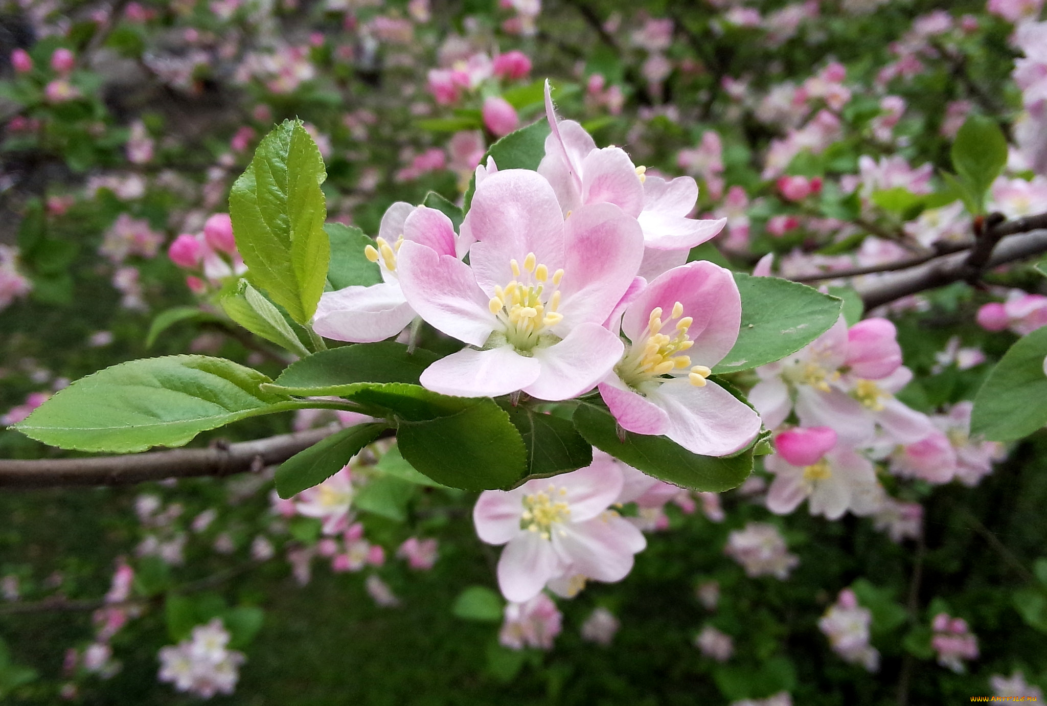 цветы, цветущие, деревья, , , кустарники, яблоня