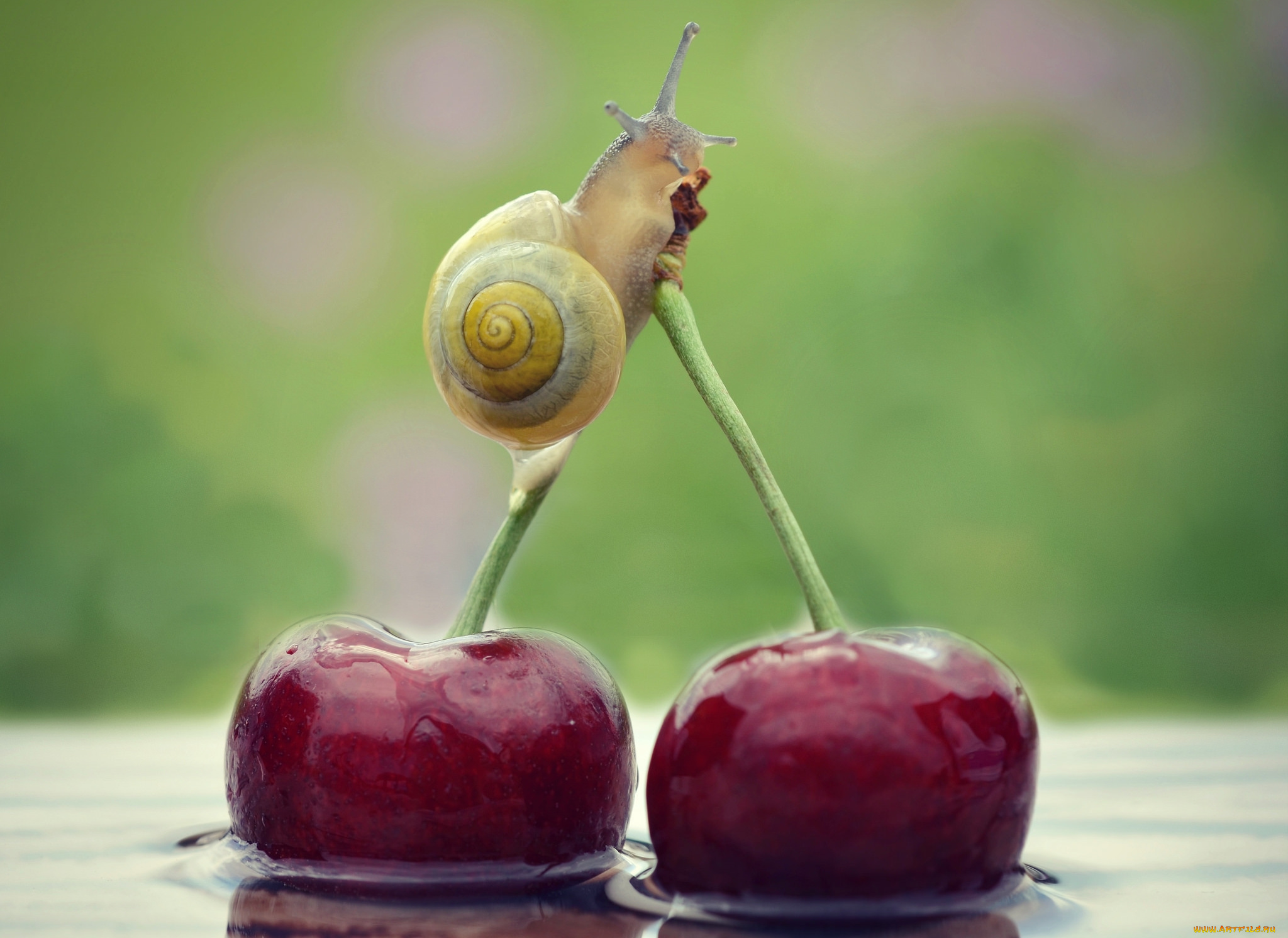 животные, улитки, вишня