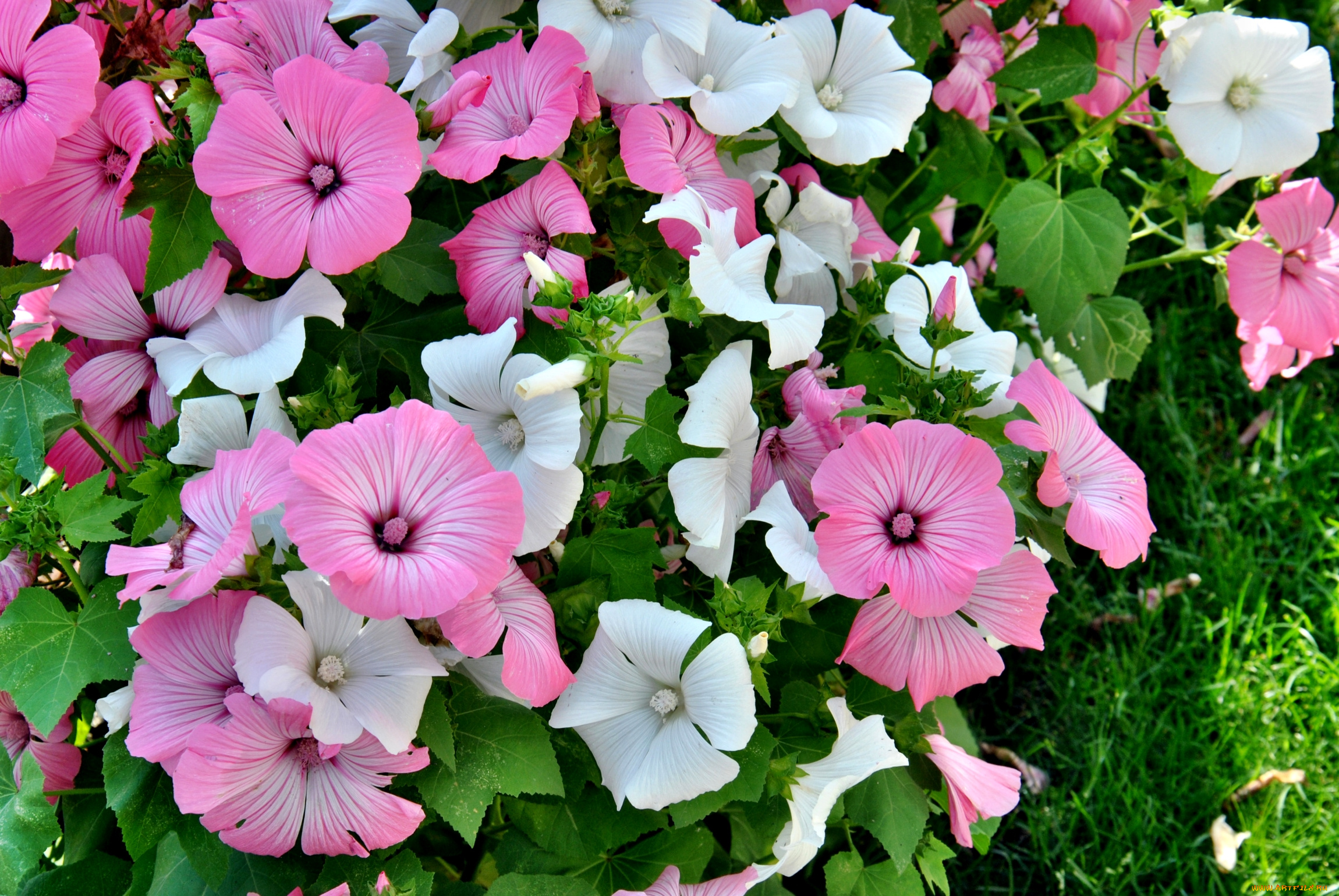 цветы, лаватера, много