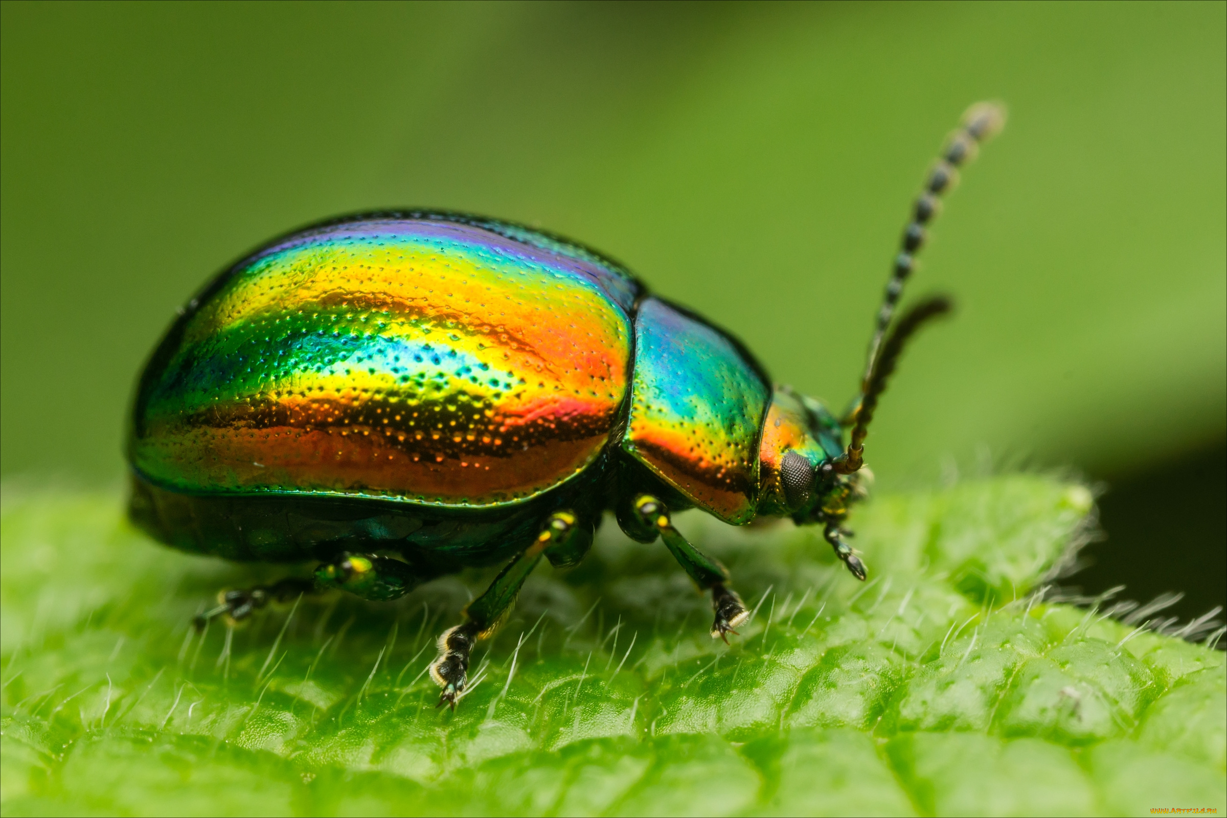 животные, насекомые, макро