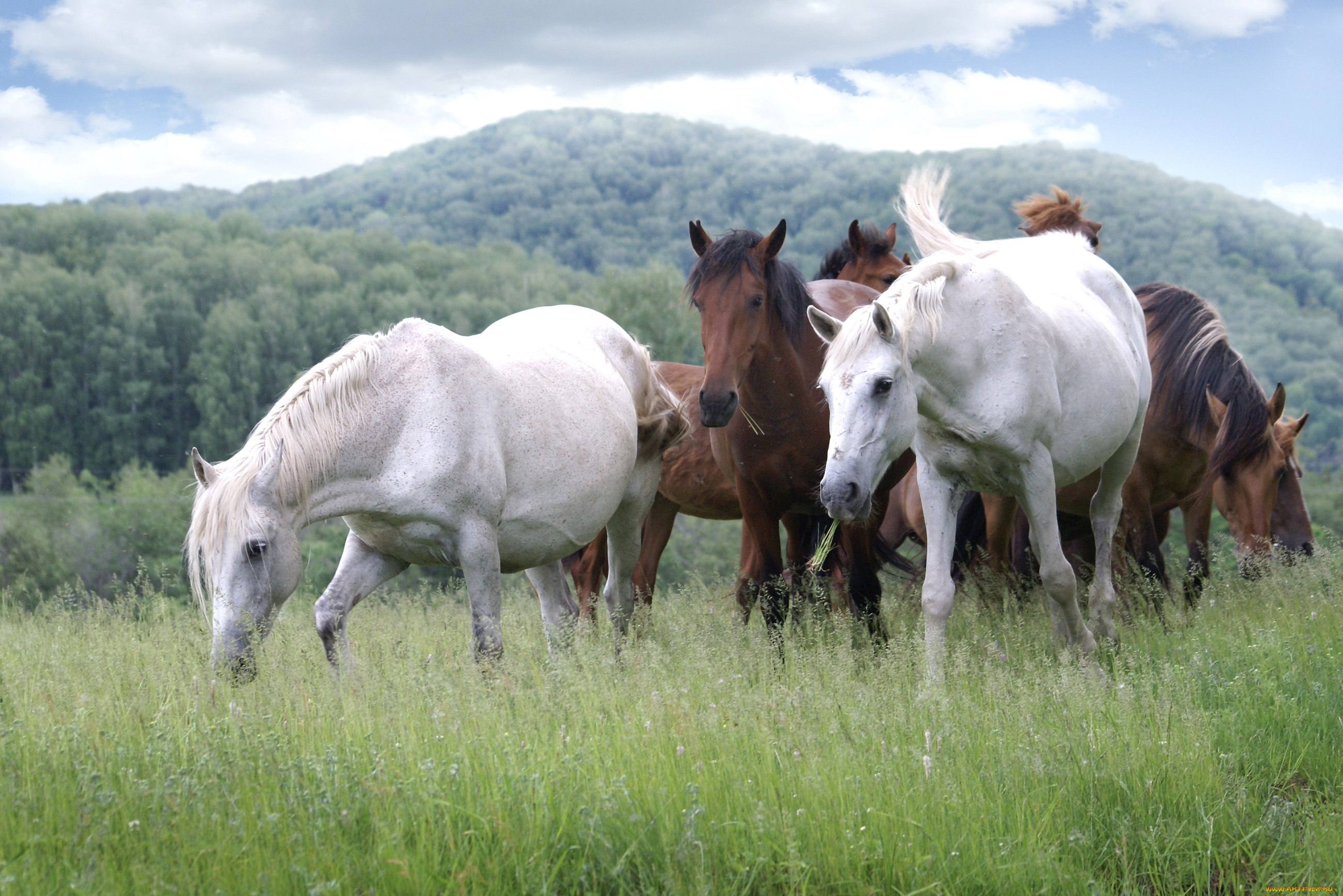 животные, лошади, табун