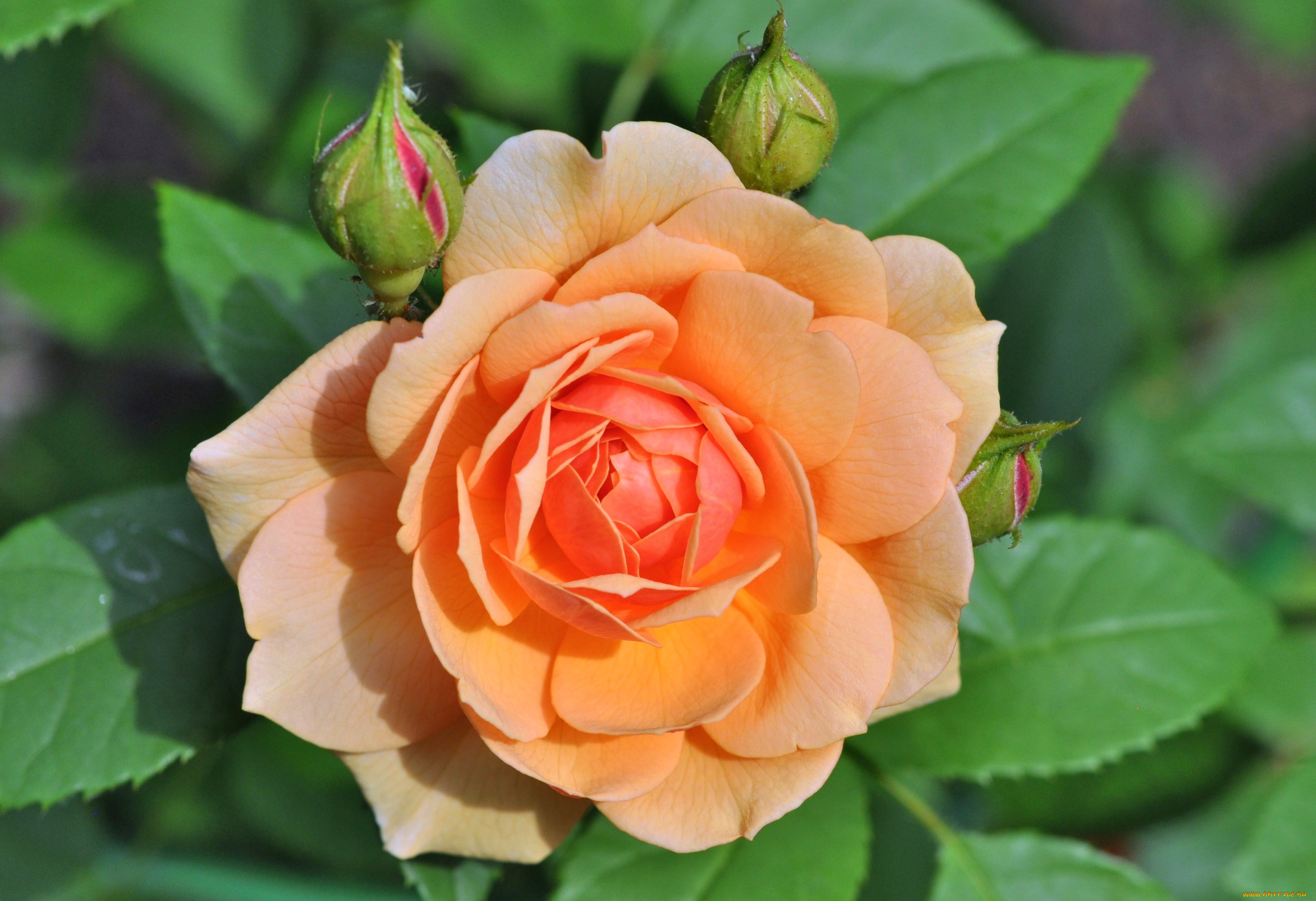 цветы, розы, макро