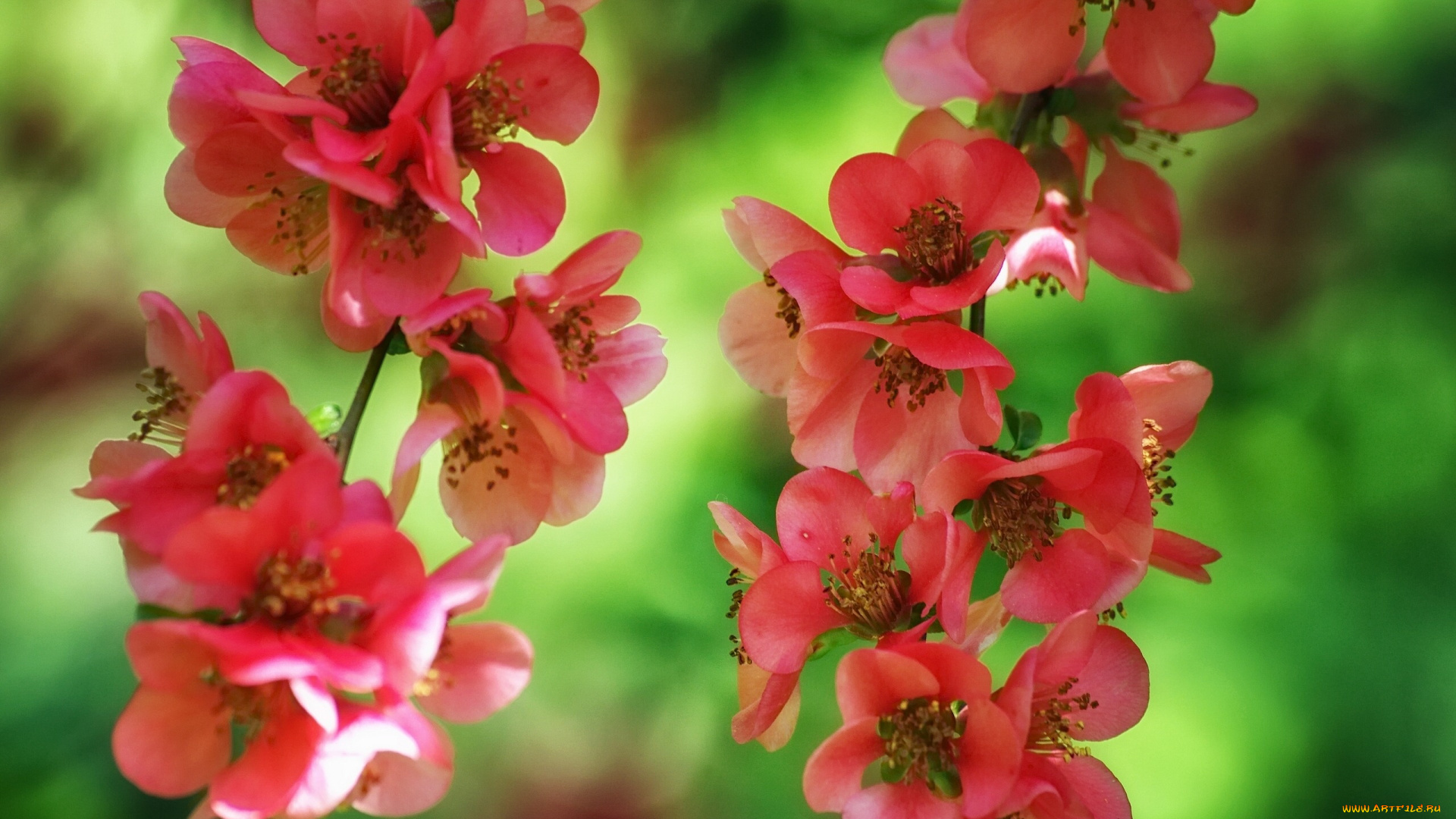 цветы, айва, японская, ветки, цветение, цветки, макро