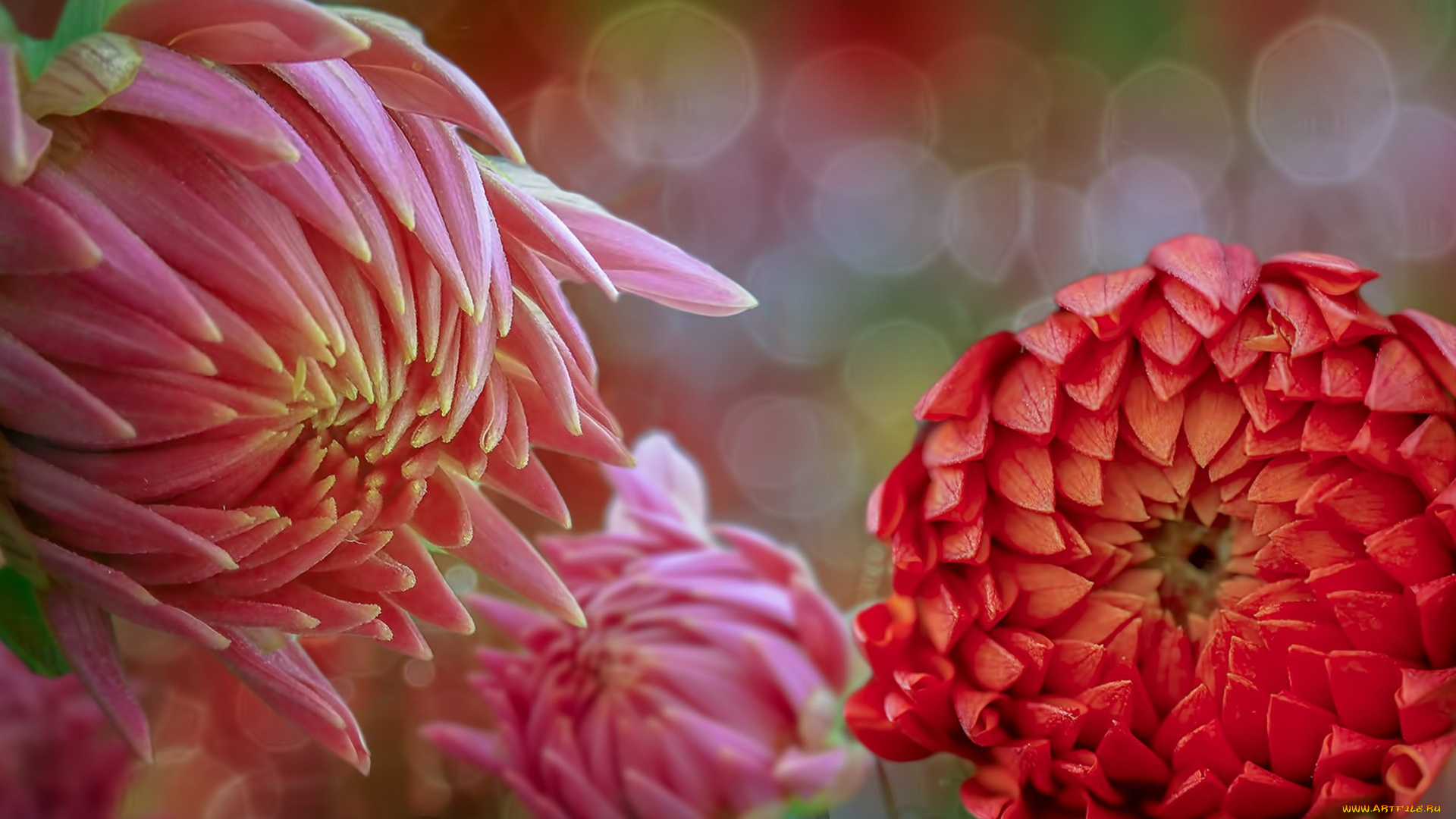 цветы, хризантемы, фон, природа